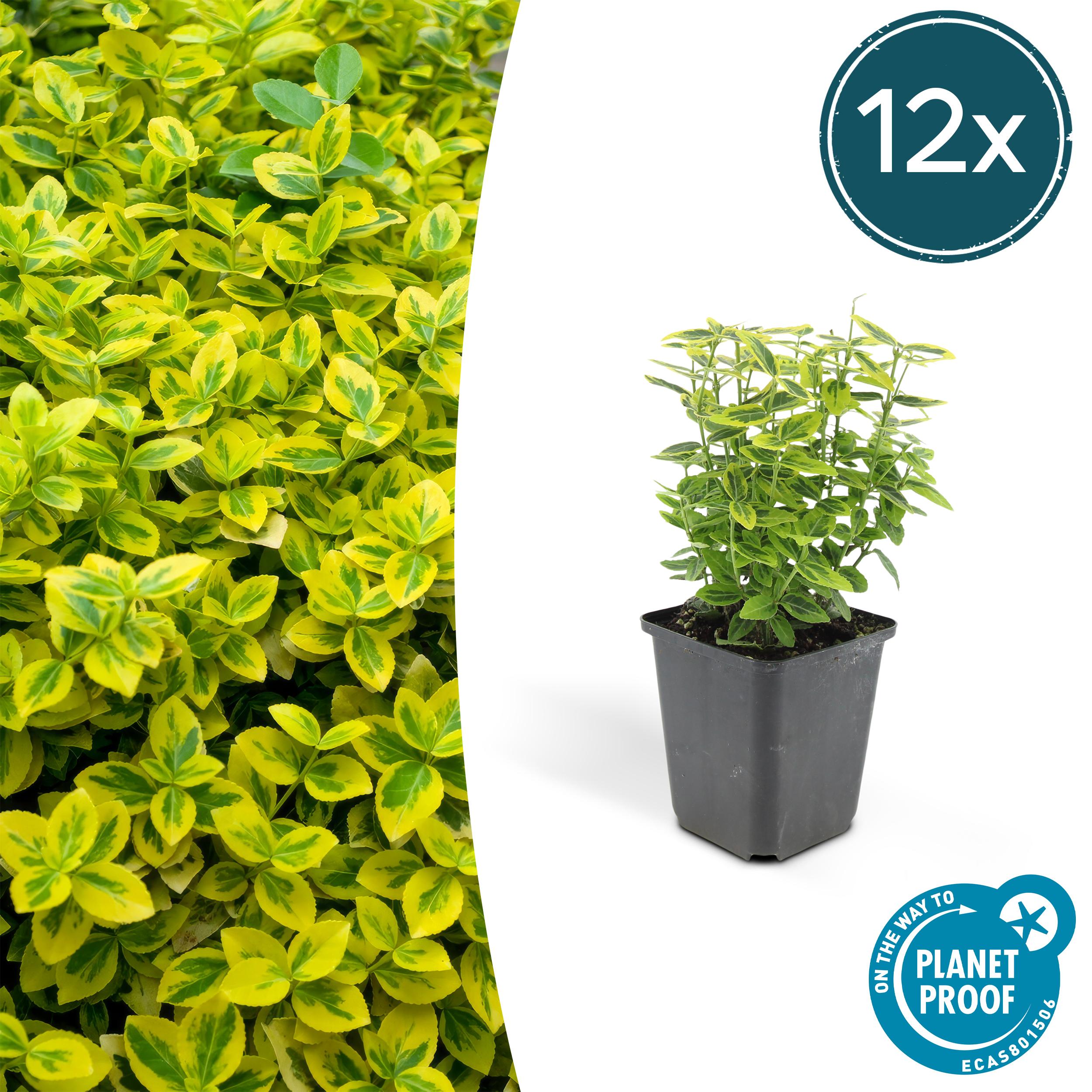 12x Euonymus fort. 'Emerald 'n Gold en pot Ø9cm  Hauteur 10cm. Plante verte type 12x Euonymus fort. 'Emerald 'n Gold, livrée en pot, idéale pour intérieur lumineux.