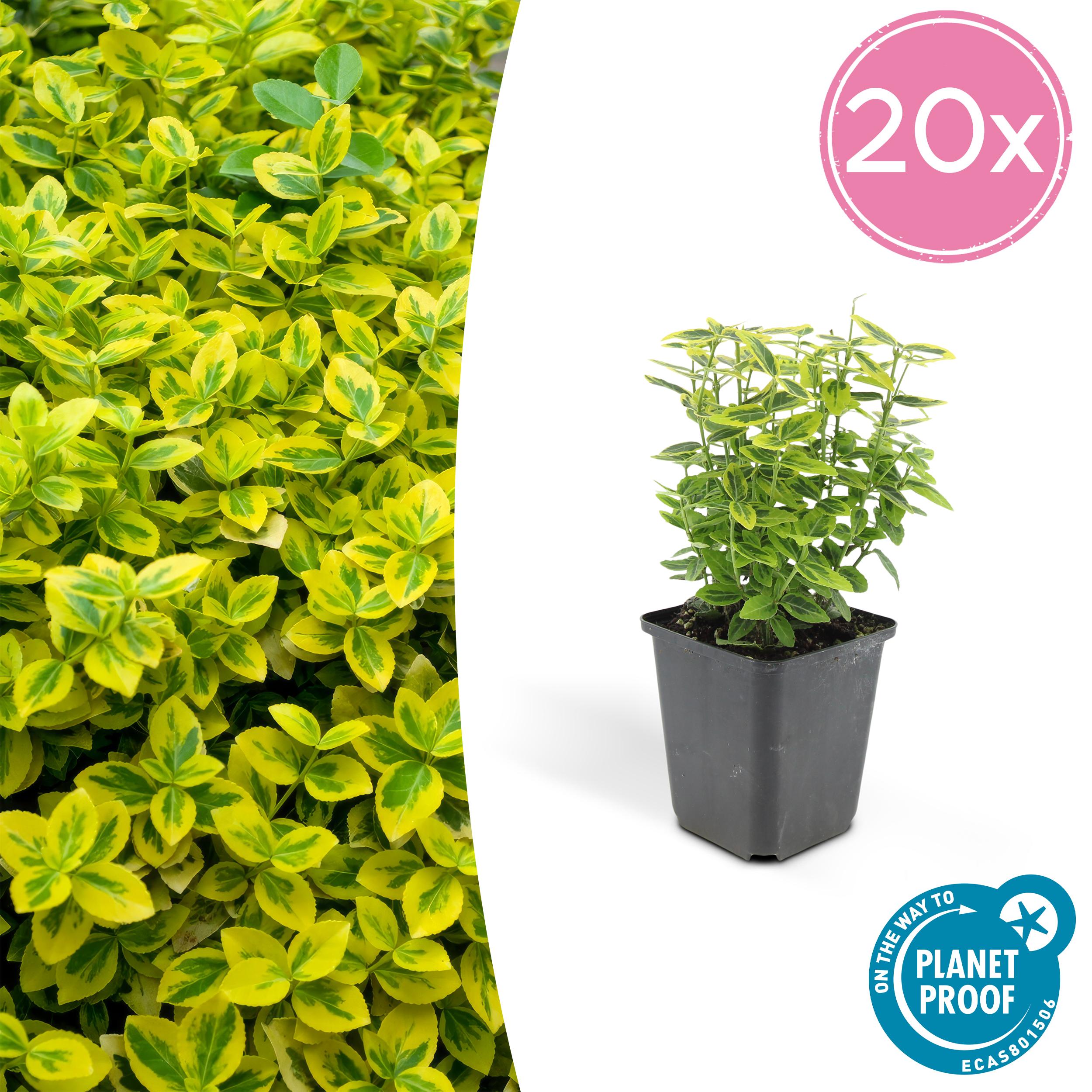 20x Euonymus fort. 'Emerald 'n Gold en pot Ø9cm  Hauteur 10cm. Plante verte type 20x Euonymus fort. 'Emerald 'n Gold, livrée en pot, idéale pour intérieur lumineux.