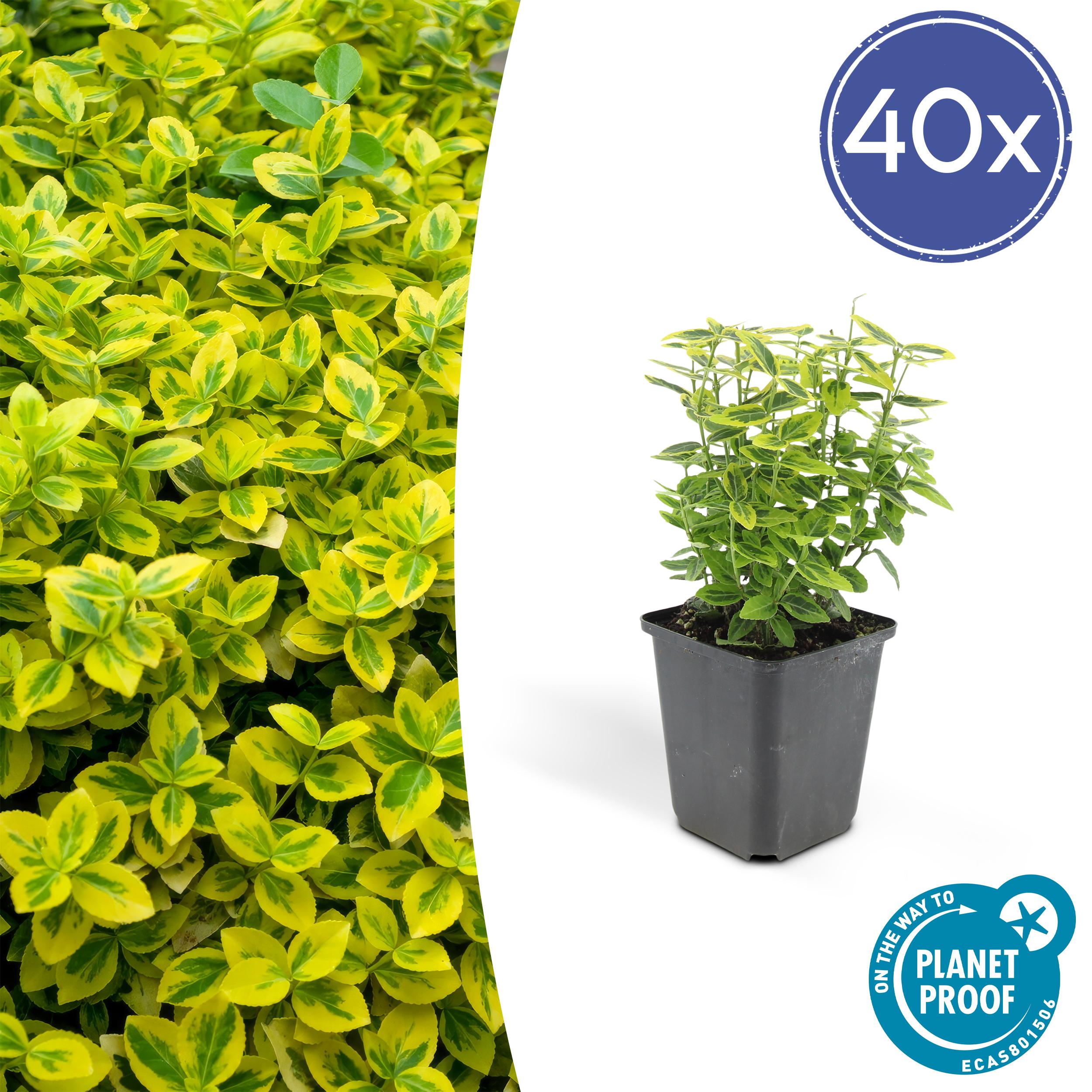 40x Euonymus fort. 'Emerald 'n Gold en pot Ø9cm  Hauteur 10cm. Plante verte type 40x Euonymus fort. 'Emerald 'n Gold, livrée en pot, idéale pour intérieur lumineux.