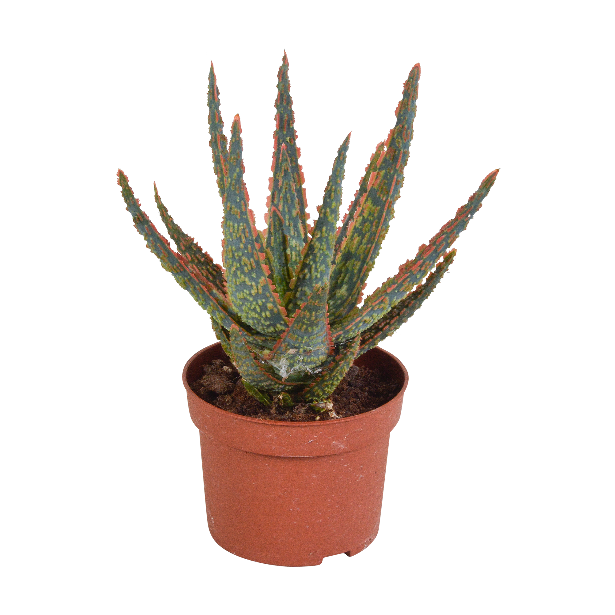 Aloë zebrina Dannyz 10,5cm en pot. Plante verte type Aloë zebrina Dannyz 10,5cm, livrée en pot, idéale pour intérieur lumineux.