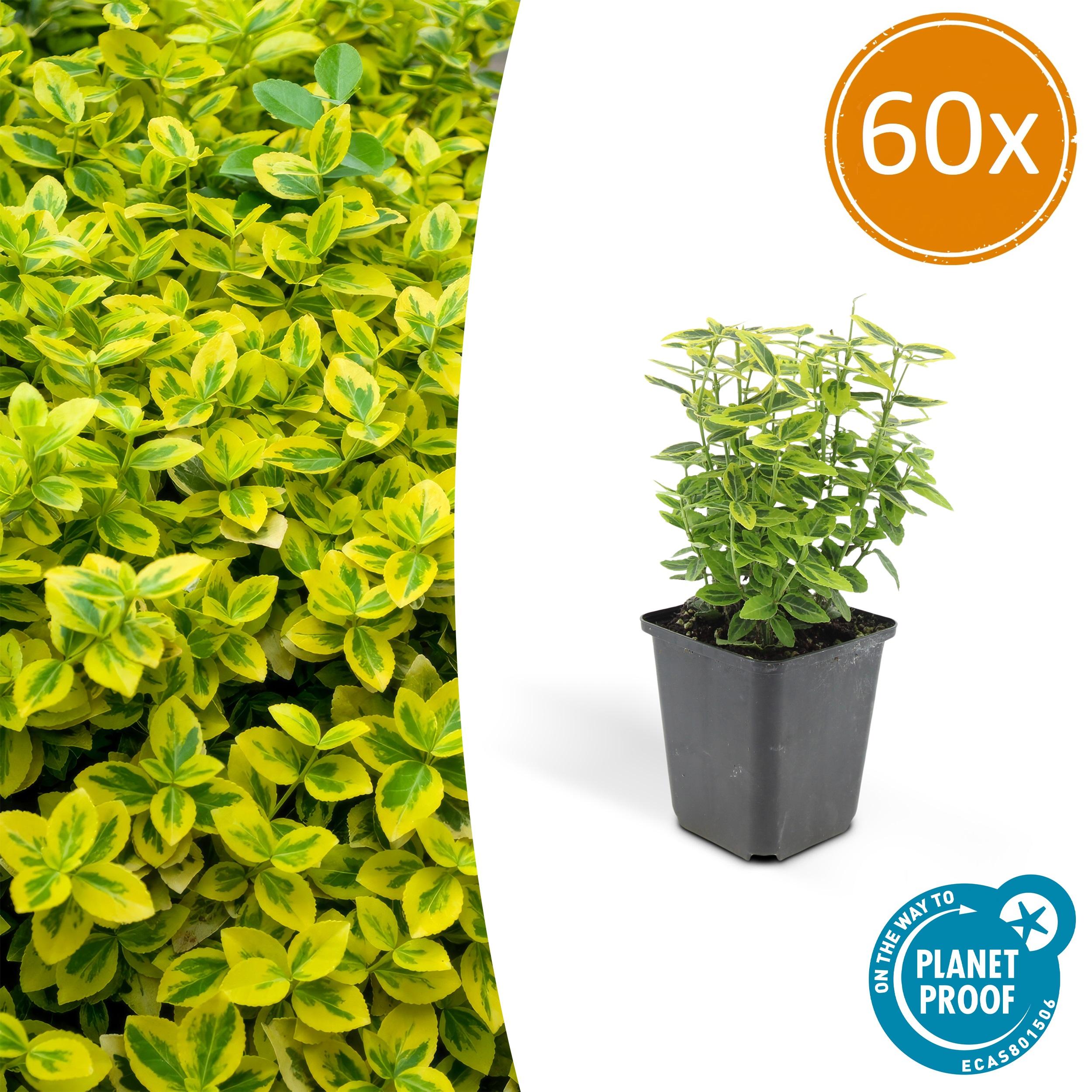 60x Euonymus fort. 'Emerald 'n Gold en pot Ø9cm  Hauteur 10cm. Plante verte type 60x Euonymus fort. 'Emerald 'n Gold, livrée en pot, idéale pour intérieur lumineux.