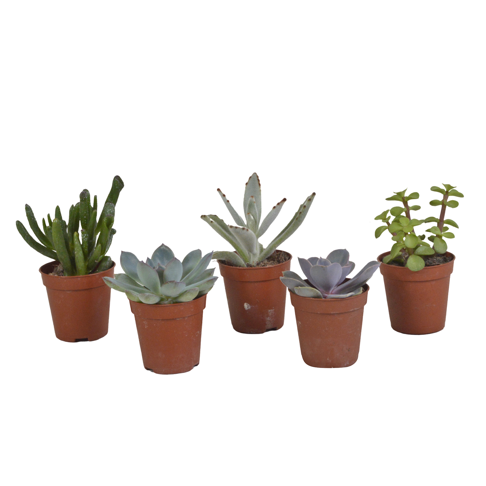 Vetplanten mix 5.5 cm en pot. Plante verte type Vetplanten mix 5.5 cm, livrée en pot, idéale pour intérieur lumineux.
