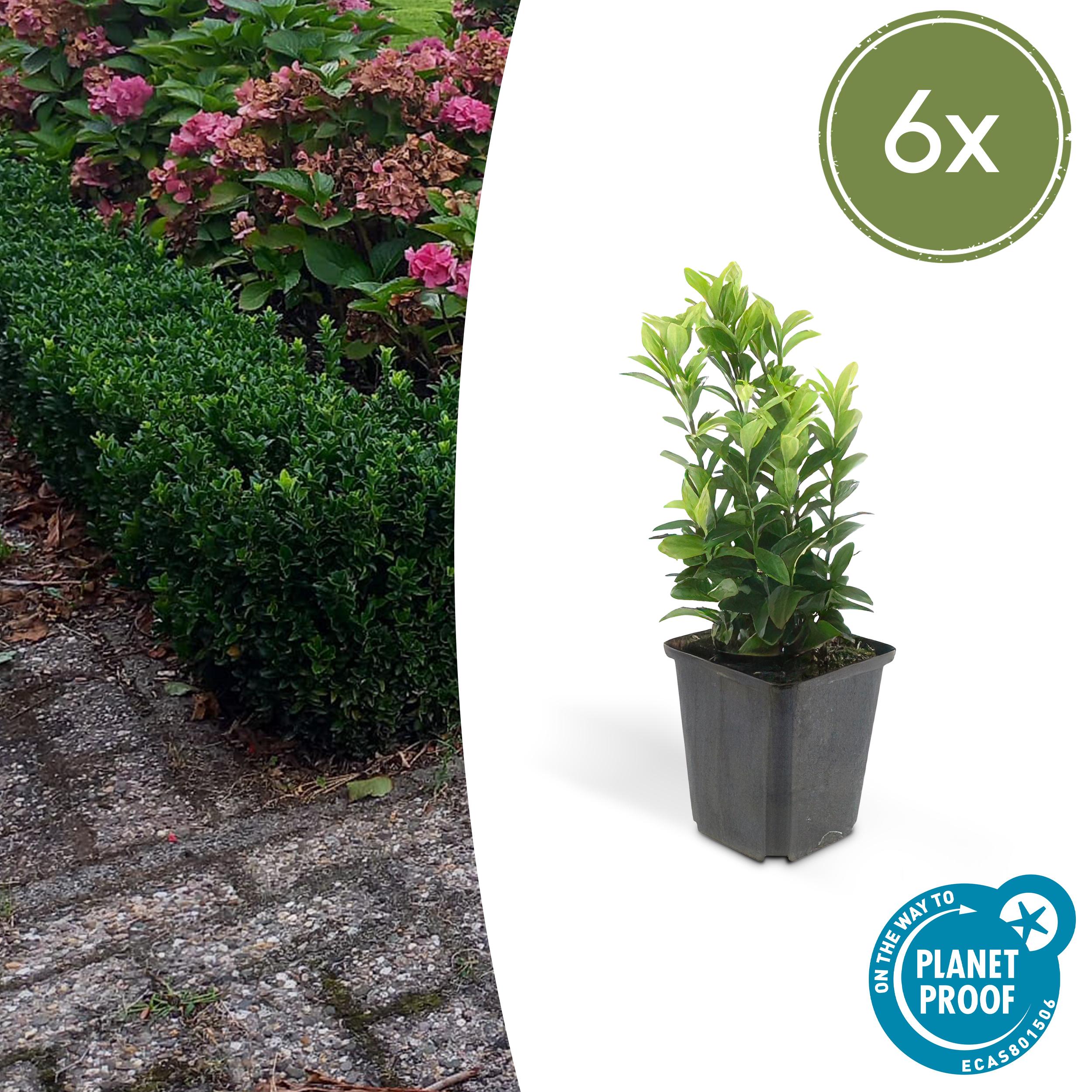 6x Euonymus jap. Green Spire en pot Ø9cm  Hauteur 10cm. Plante verte type 6x Euonymus jap. Green Spire, livrée en pot, idéale pour intérieur lumineux.