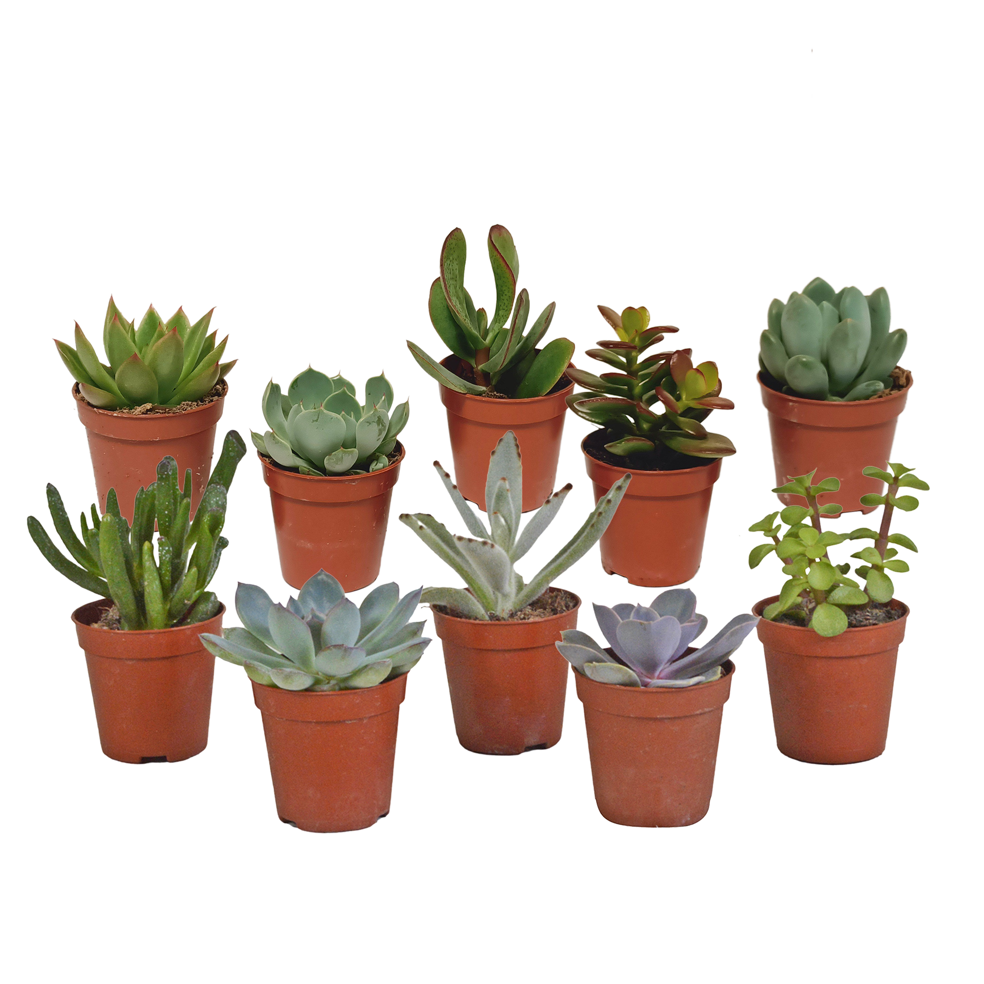 Vetplanten mix 5.5 cm en pot. Plante verte type Vetplanten mix 5.5 cm, livrée en pot, idéale pour intérieur lumineux.