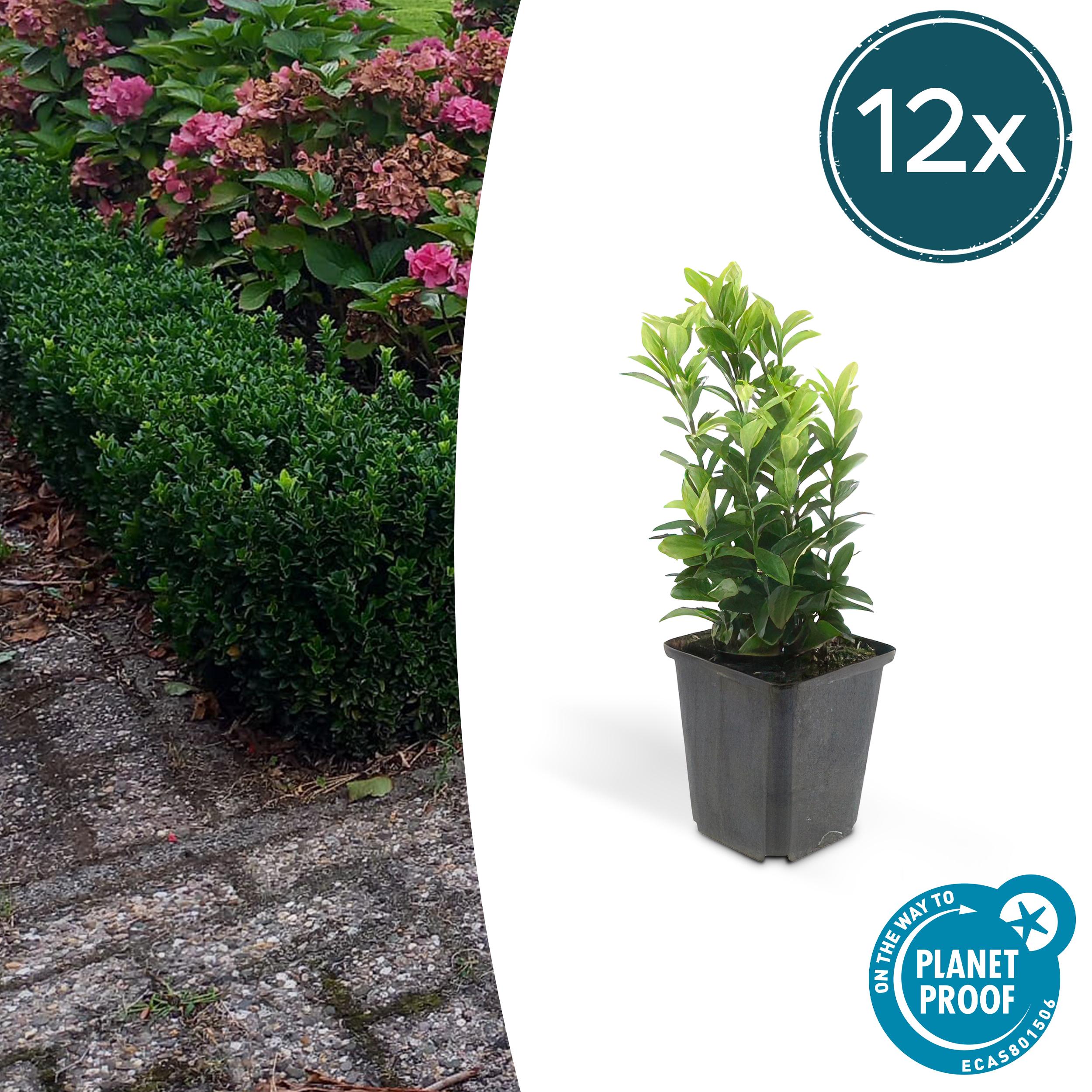 12x Euonymus jap. Green Spire en pot Ø9cm  Hauteur 10cm. Plante verte type 12x Euonymus jap. Green Spire, livrée en pot, idéale pour intérieur lumineux.