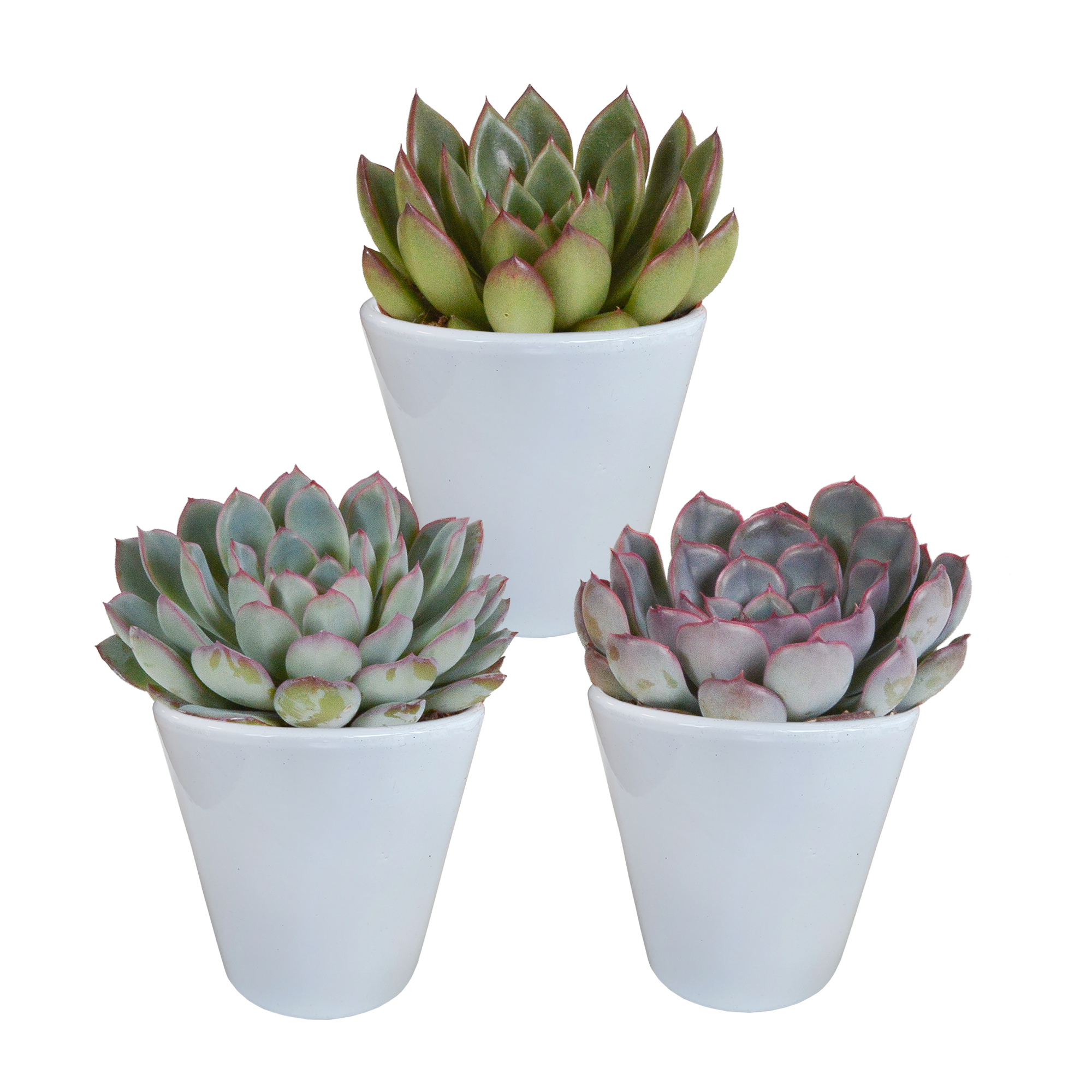 Echeveria mix 8.5 cm en pot. Plante verte type Echeveria mix 8.5 cm, livrée en pot, idéale pour intérieur lumineux.