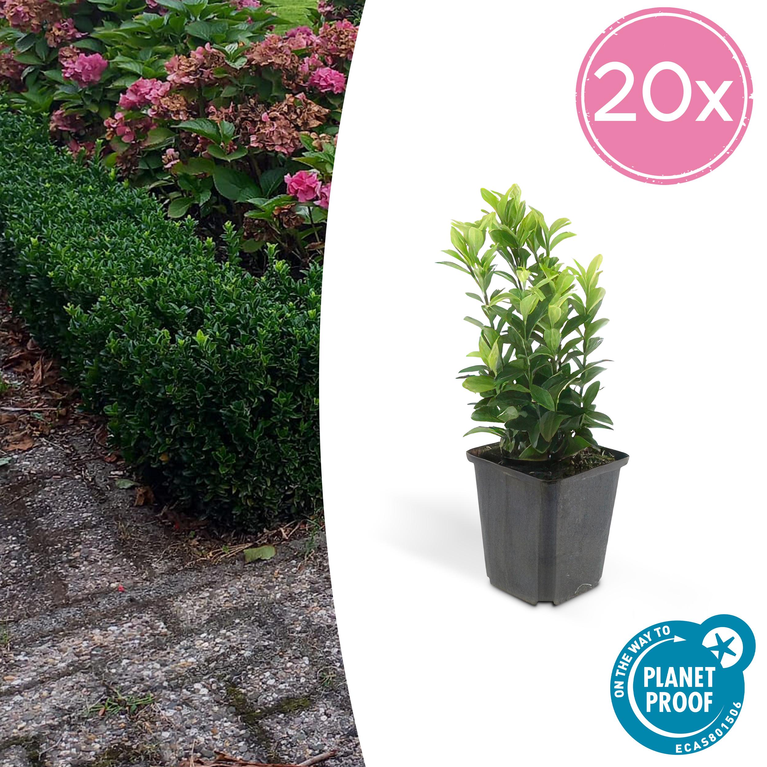 20x Euonymus jap. Green Spire en pot Ø9cm  Hauteur 10cm. Plante verte type 20x Euonymus jap. Green Spire, livrée en pot, idéale pour intérieur lumineux.