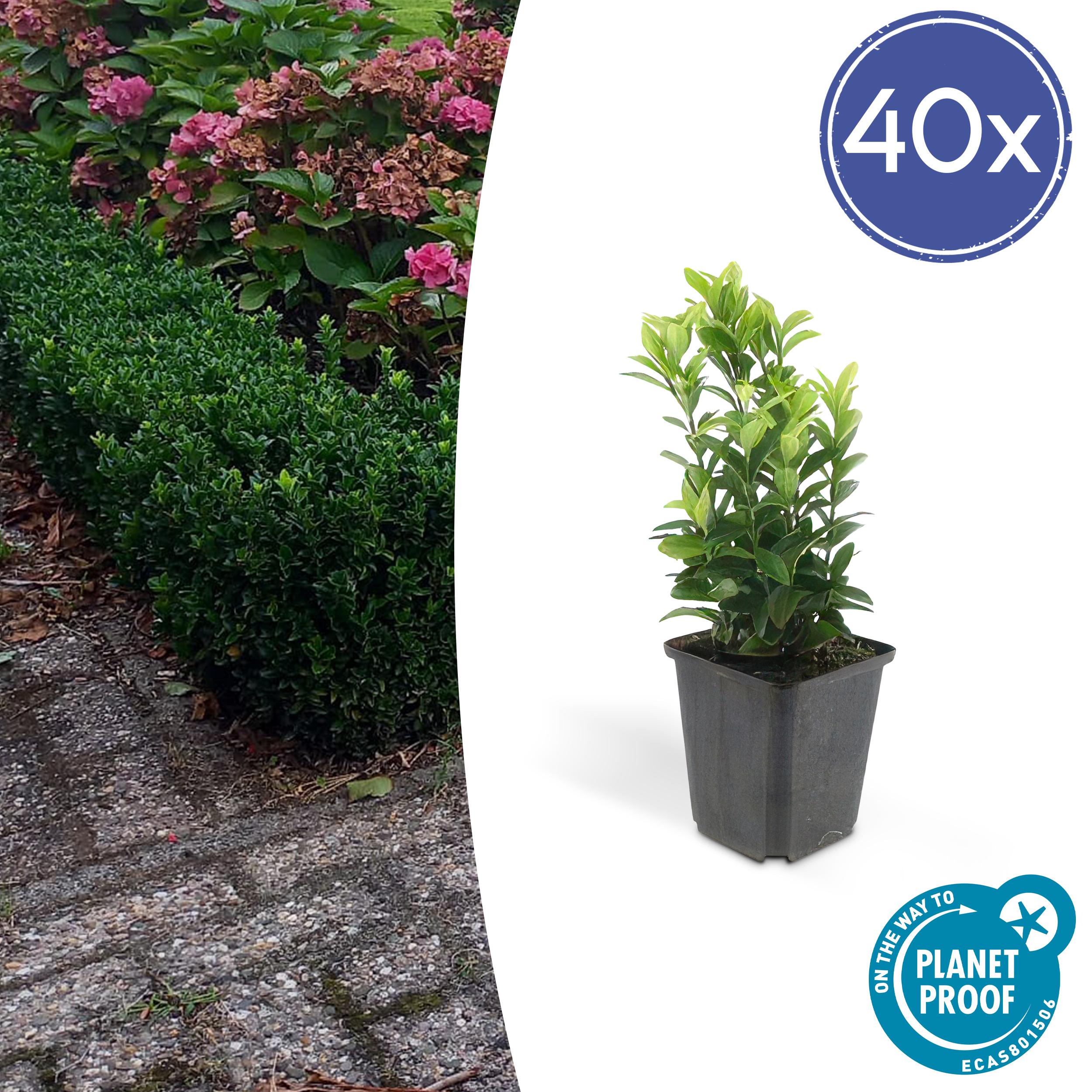 40x Euonymus jap. Green Spire en pot Ø9cm  Hauteur 10cm. Plante verte type 40x Euonymus jap. Green Spire, livrée en pot, idéale pour intérieur lumineux.
