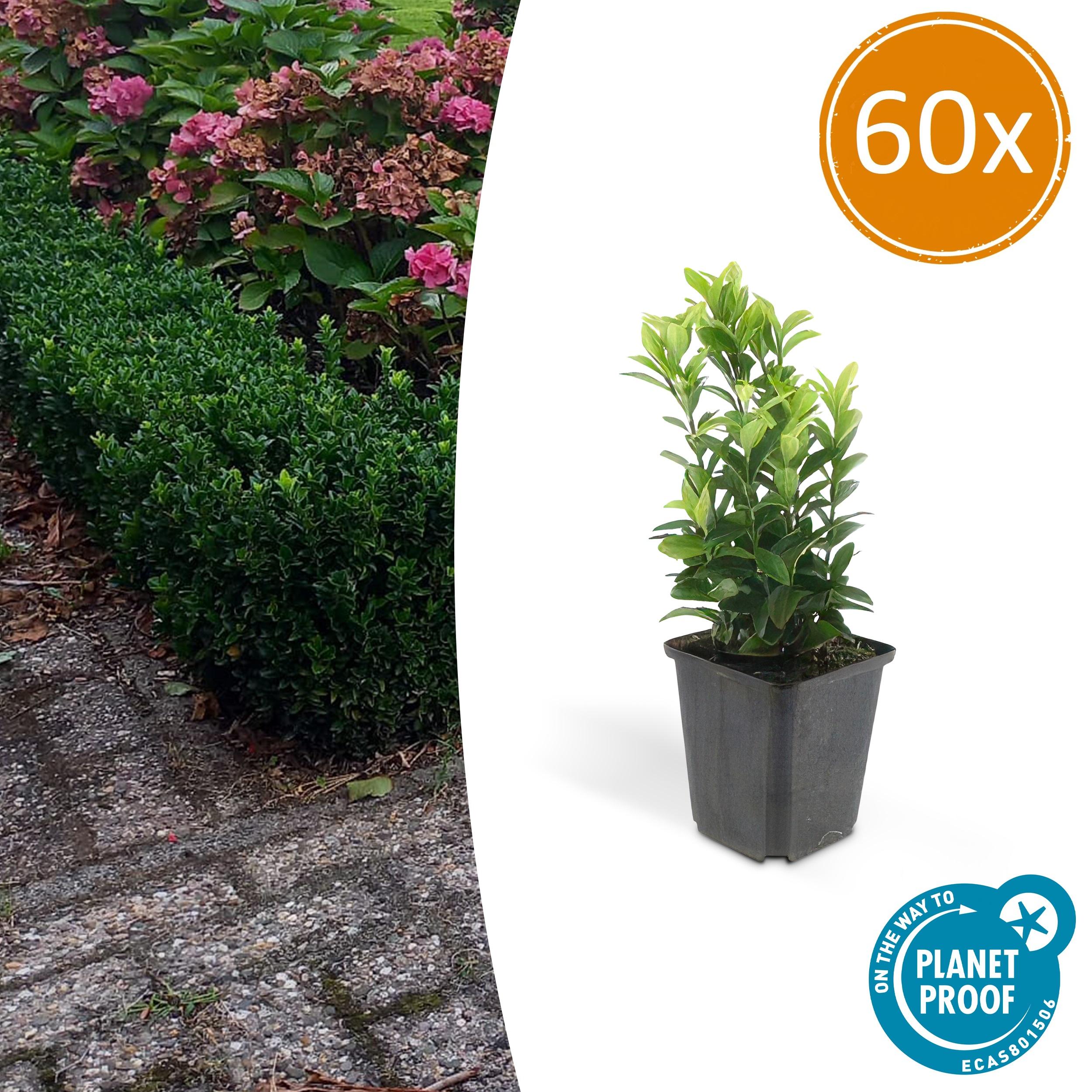 60x Euonymus jap. Green Spire en pot Ø9cm  Hauteur 10cm. Plante verte type 60x Euonymus jap. Green Spire, livrée en pot, idéale pour intérieur lumineux.