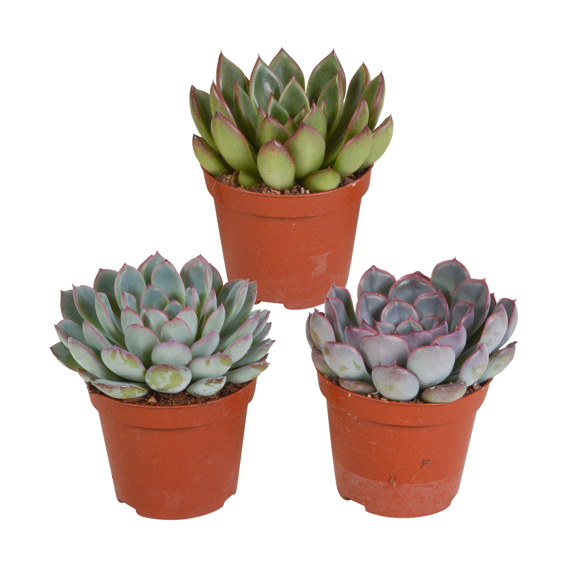 Echeveria mix 8.5 cm en pot. Plante verte type Echeveria mix 8.5 cm, livrée en pot, idéale pour intérieur lumineux.
