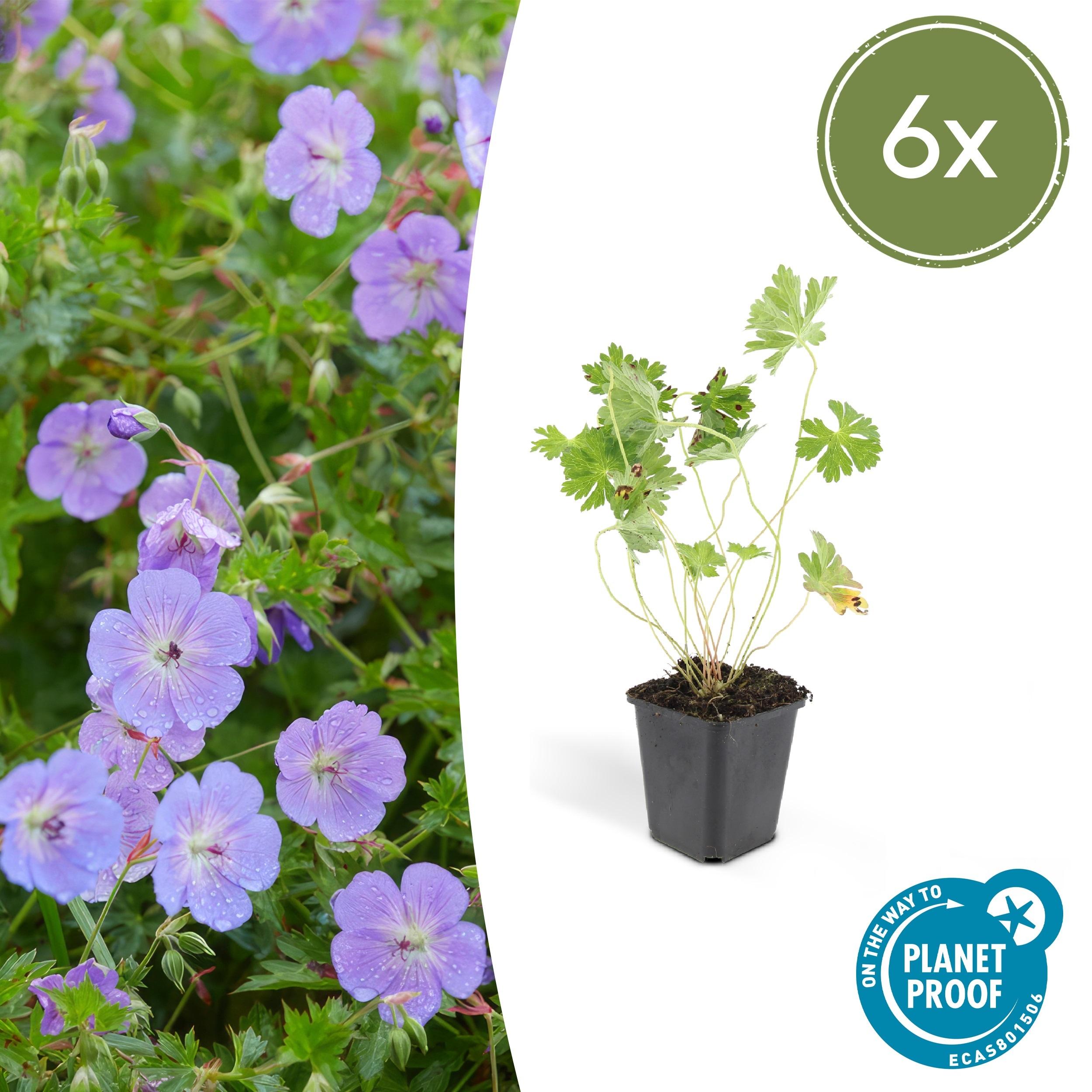 6x Geranium Rozanne en pot Ø9cm  Hauteur 10cm. Plante verte type 6x Geranium Rozanne, livrée en pot, idéale pour intérieur lumineux.