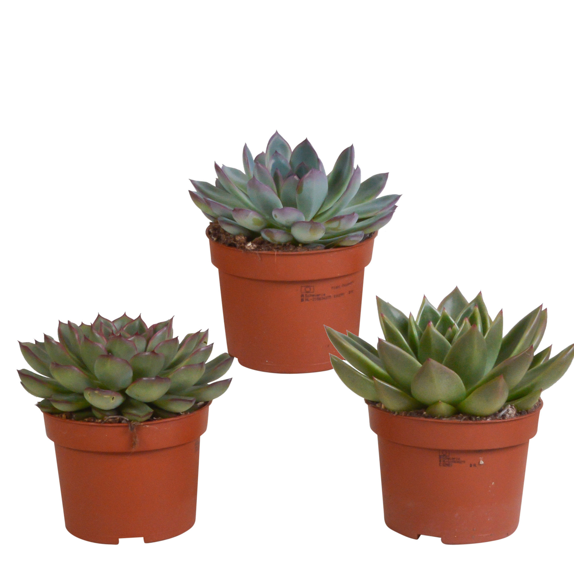 Echeveria mix 10.5 cm en pot. Plante verte type Echeveria mix 10.5 cm, livrée en pot, idéale pour intérieur lumineux.