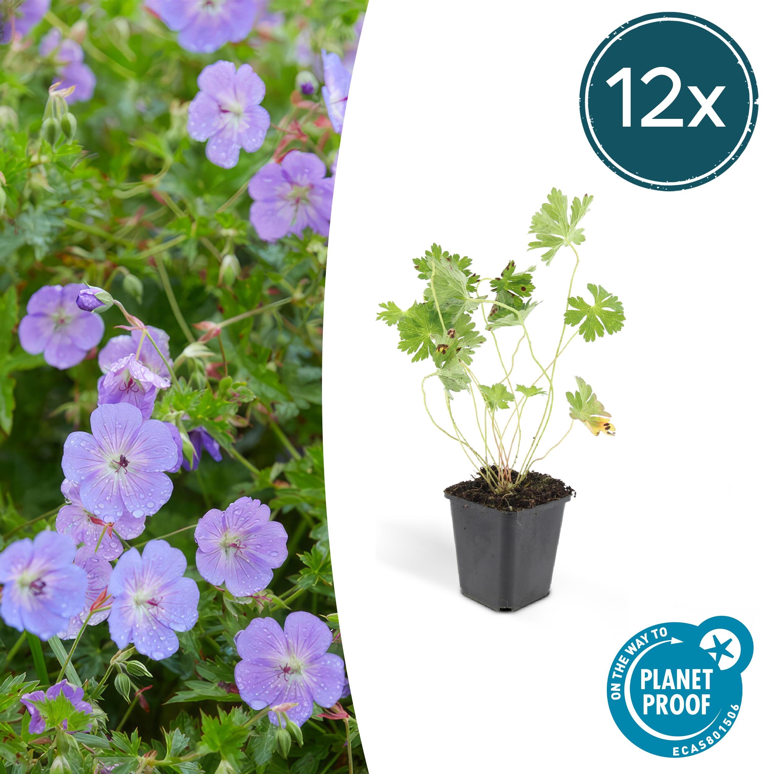 12x Geranium Rozanne en pot Ø9cm  Hauteur 10cm. Plante verte type 12x Geranium Rozanne, livrée en pot, idéale pour intérieur lumineux.