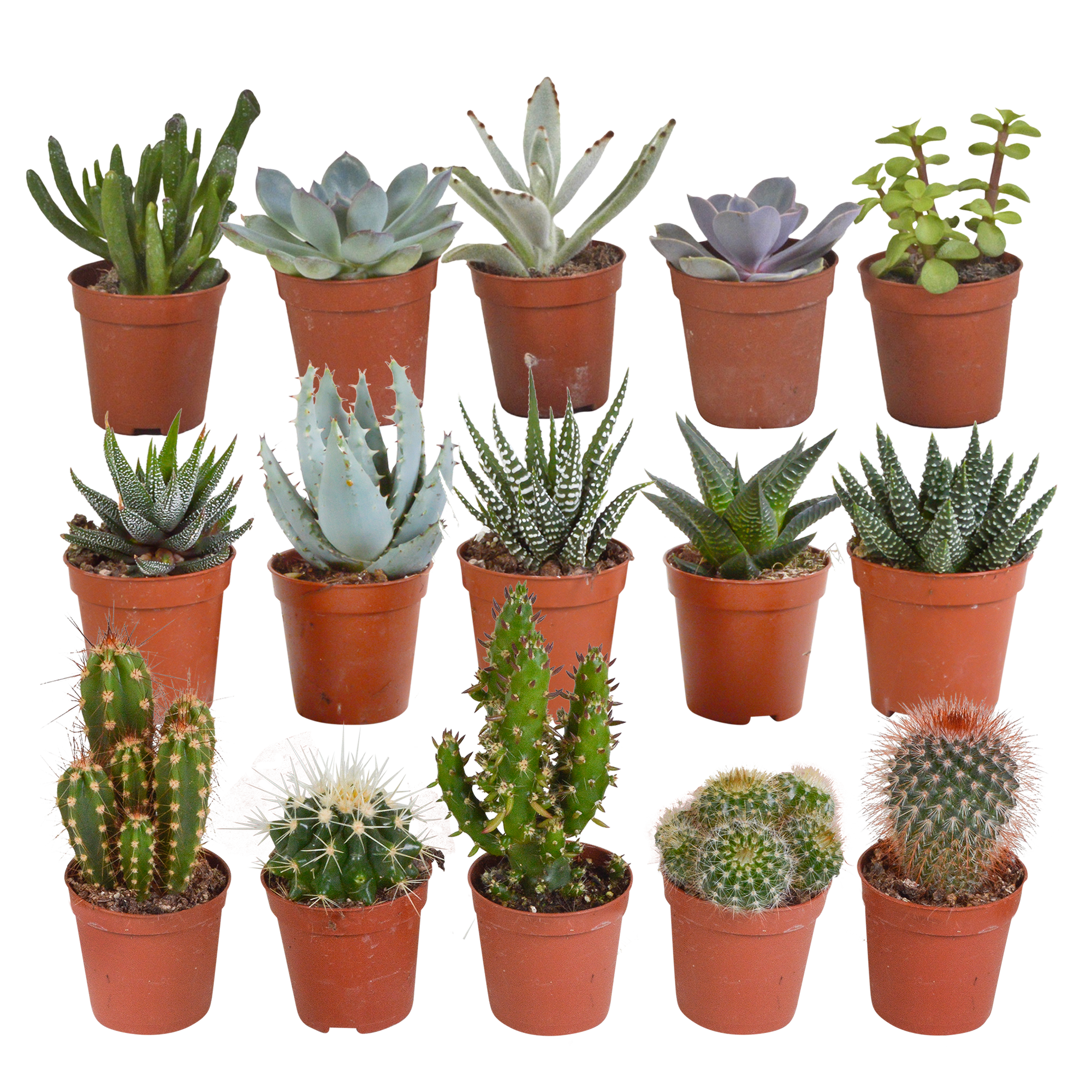 Cactus en vetplanten mix 5.5 cm | 15 stuks en pot. Plante verte type Cactus en vetplanten mix 5.5 cm | 15 stuks, livrée en pot, idéale pour intérieur lumineux.