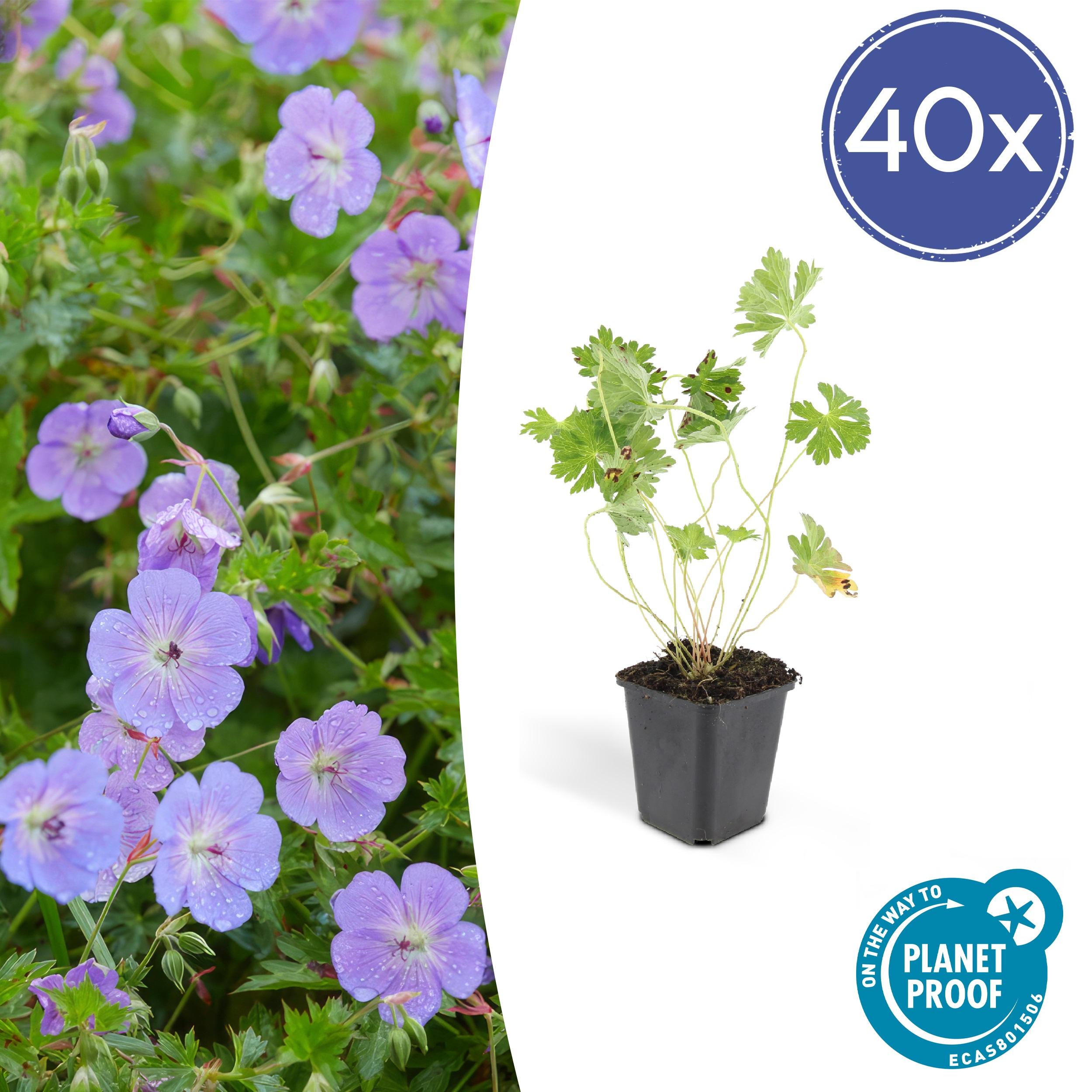 40x Geranium Rozanne en pot Ø9cm  Hauteur 10cm. Plante verte type 40x Geranium Rozanne, livrée en pot, idéale pour intérieur lumineux.