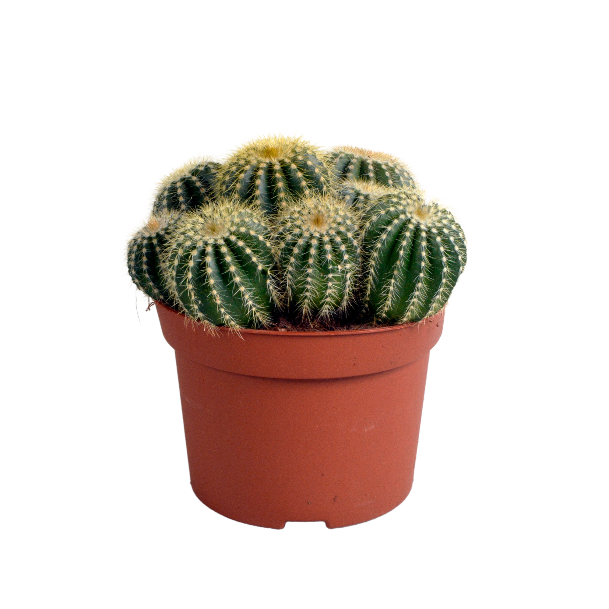Eriocactus warasii 12cm en pot. Plante verte type Eriocactus warasii 12cm, livrée en pot, idéale pour intérieur lumineux.