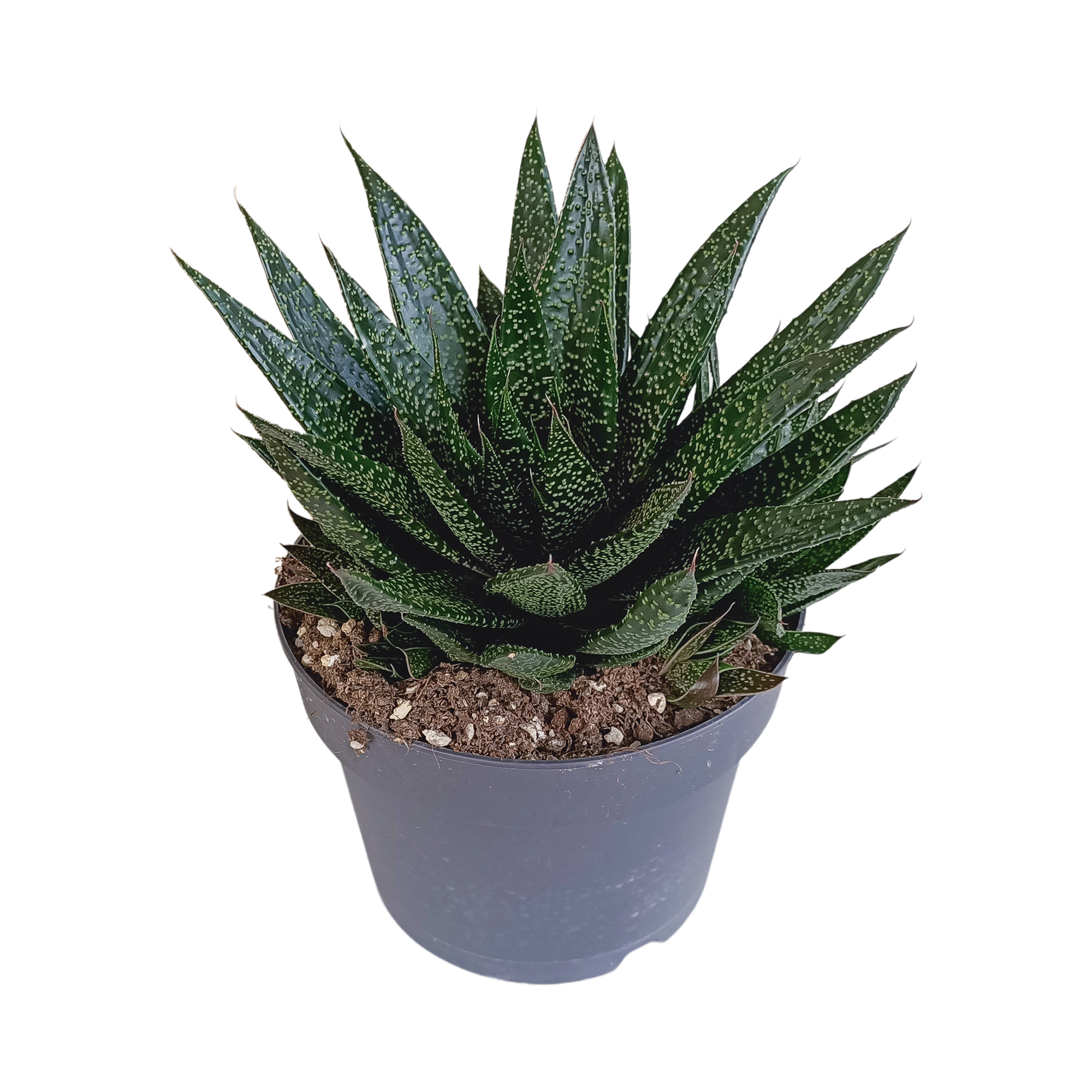 Gasteria 'd Due 17cm en pot. Plante verte type Gasteria 'd Due 17cm, livrée en pot, idéale pour intérieur lumineux.