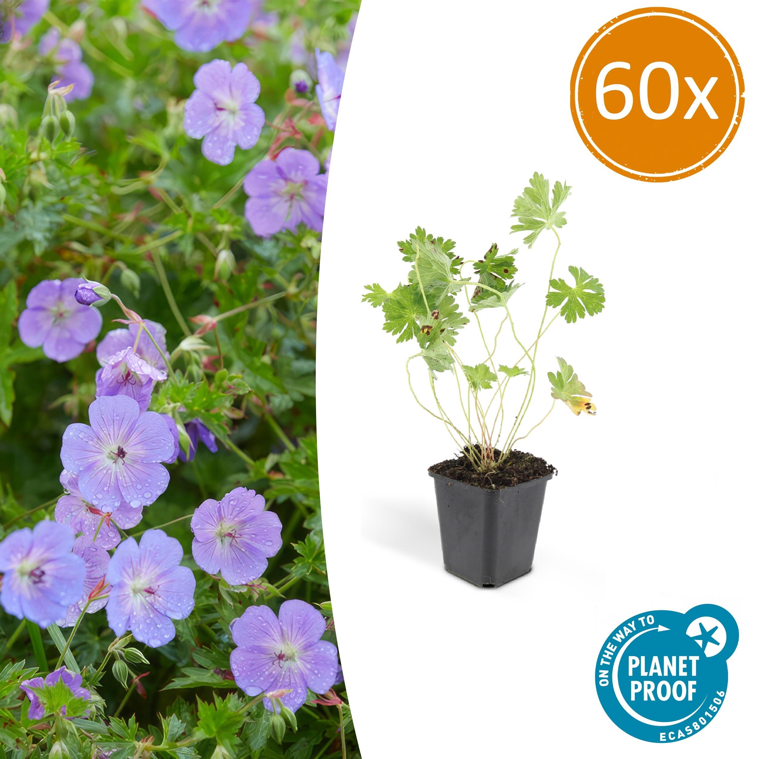 60x Geranium Rozanne en pot Ø9cm  Hauteur 10cm. Plante verte type 60x Geranium Rozanne, livrée en pot, idéale pour intérieur lumineux.