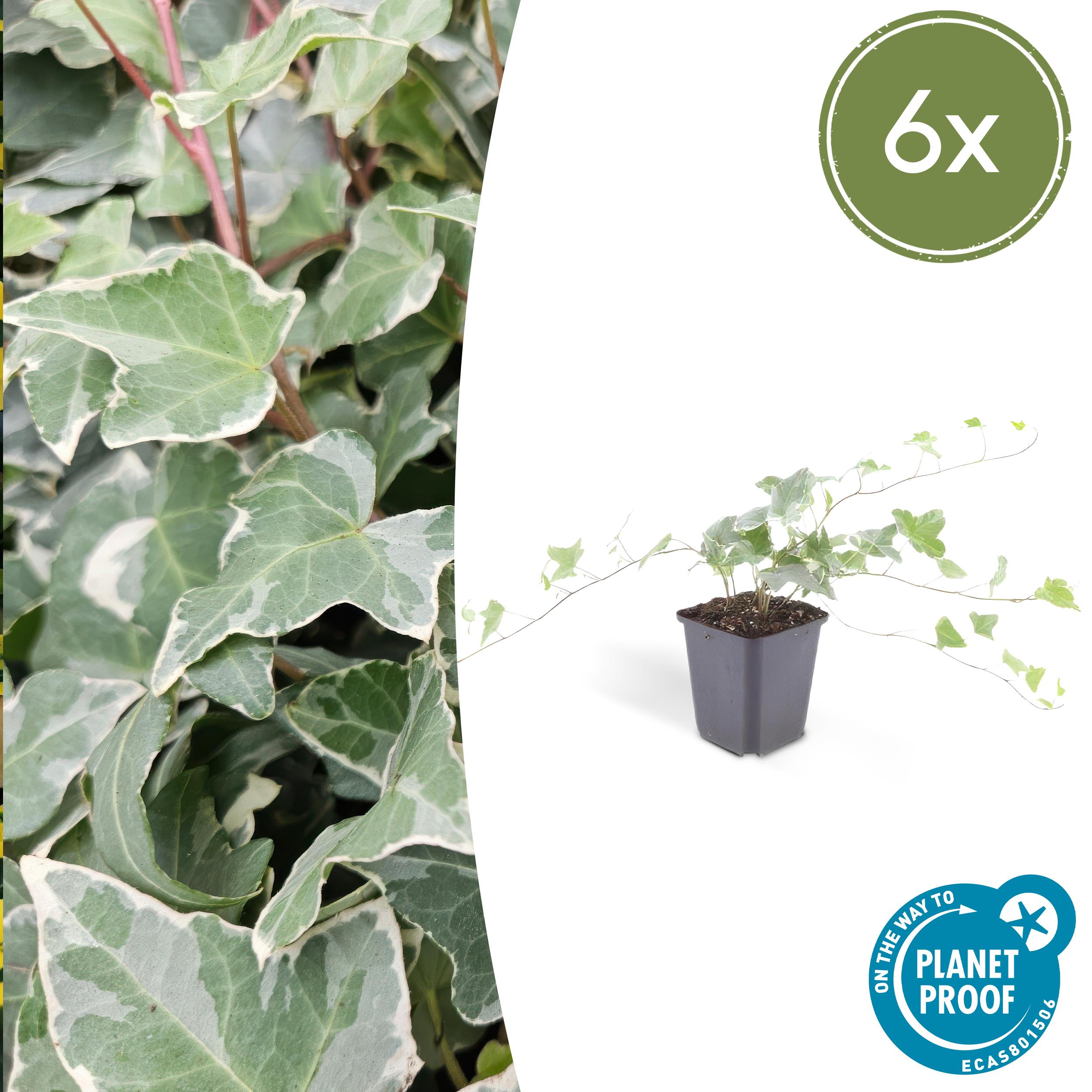 6x Hedera helix 'Glacier' en pot Ø9cm  Hauteur 10cm. Plante verte type 6x Hedera helix 'Glacier', livrée en pot, idéale pour intérieur lumineux.
