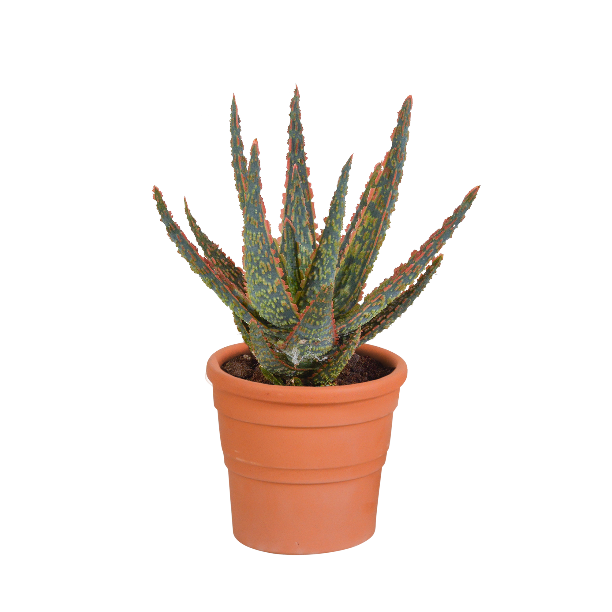 Aloë zebrina Dannyz 10,5cm en pot. Plante verte type Aloë zebrina Dannyz 10,5cm, livrée en pot, idéale pour intérieur lumineux.