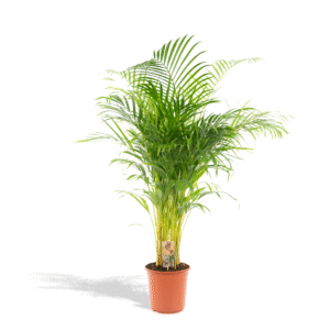 Areca palm en pot Ø21cm  Hauteur 130cm. Plante verte type Areca palm, livrée en pot, idéale pour intérieur lumineux.