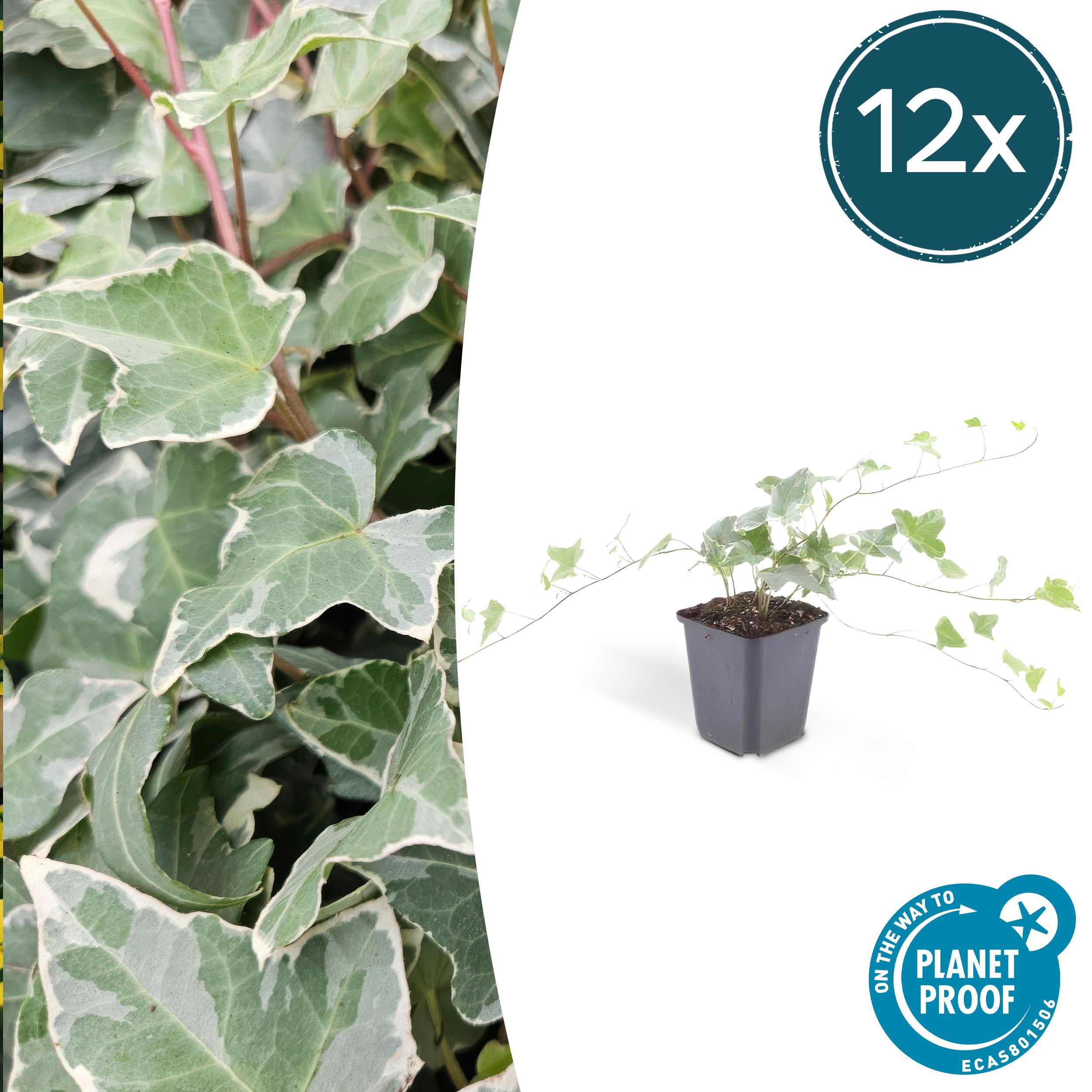 12x Hedera helix 'Glacier' en pot Ø9cm  Hauteur 10cm. Plante verte type 12x Hedera helix 'Glacier', livrée en pot, idéale pour intérieur lumineux.