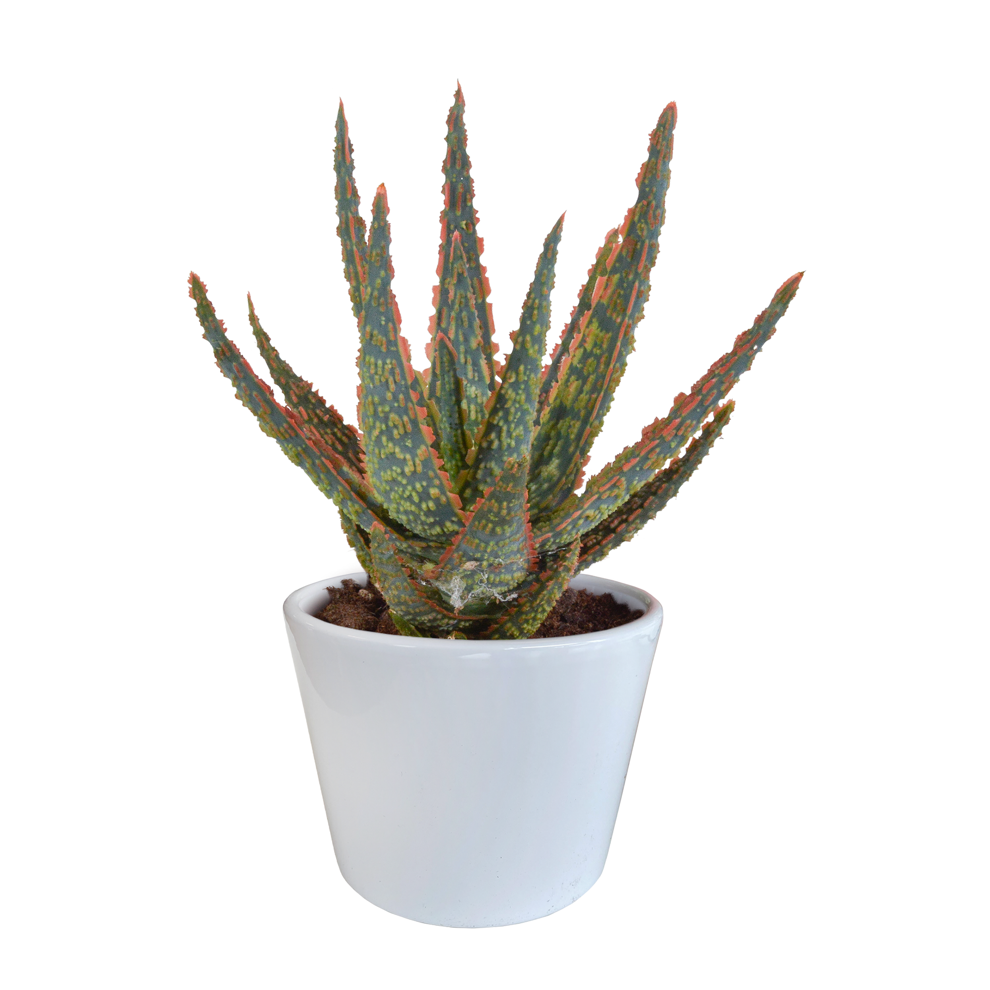 Aloë zebrina Dannyz 10,5cm en pot. Plante verte type Aloë zebrina Dannyz 10,5cm, livrée en pot, idéale pour intérieur lumineux.