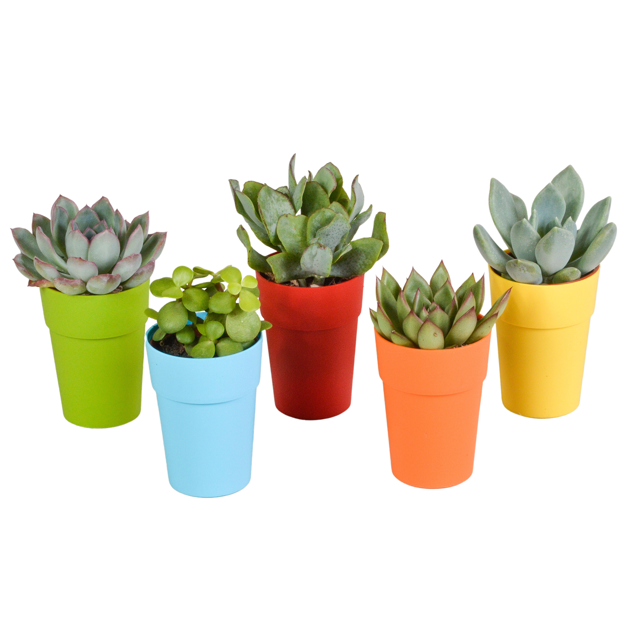 Vetplanten mix 5.5 cm en pot. Plante verte type Vetplanten mix 5.5 cm, livrée en pot, idéale pour intérieur lumineux.