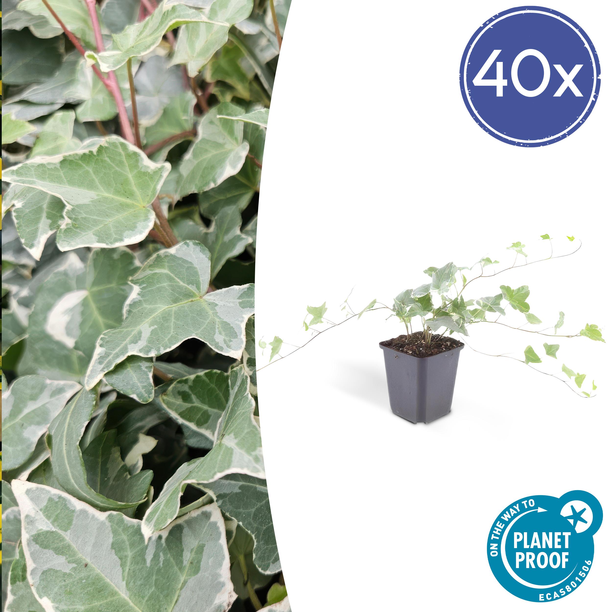 40x Hedera helix 'Glacier' en pot Ø9cm  Hauteur 10cm. Plante verte type 40x Hedera helix 'Glacier', livrée en pot, idéale pour intérieur lumineux.