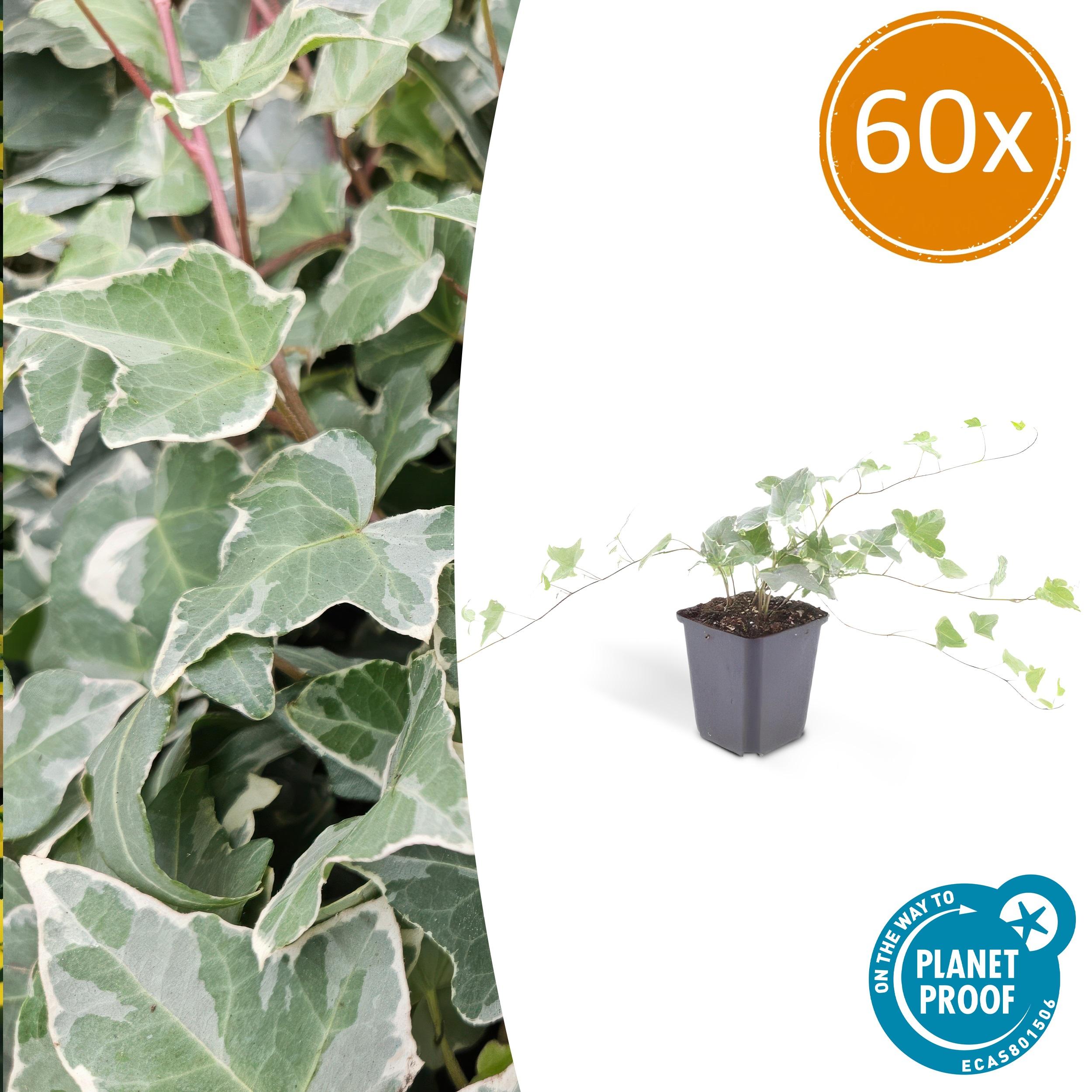 60x Hedera helix 'Glacier' en pot Ø9cm  Hauteur 10cm. Plante verte type 60x Hedera helix 'Glacier', livrée en pot, idéale pour intérieur lumineux.