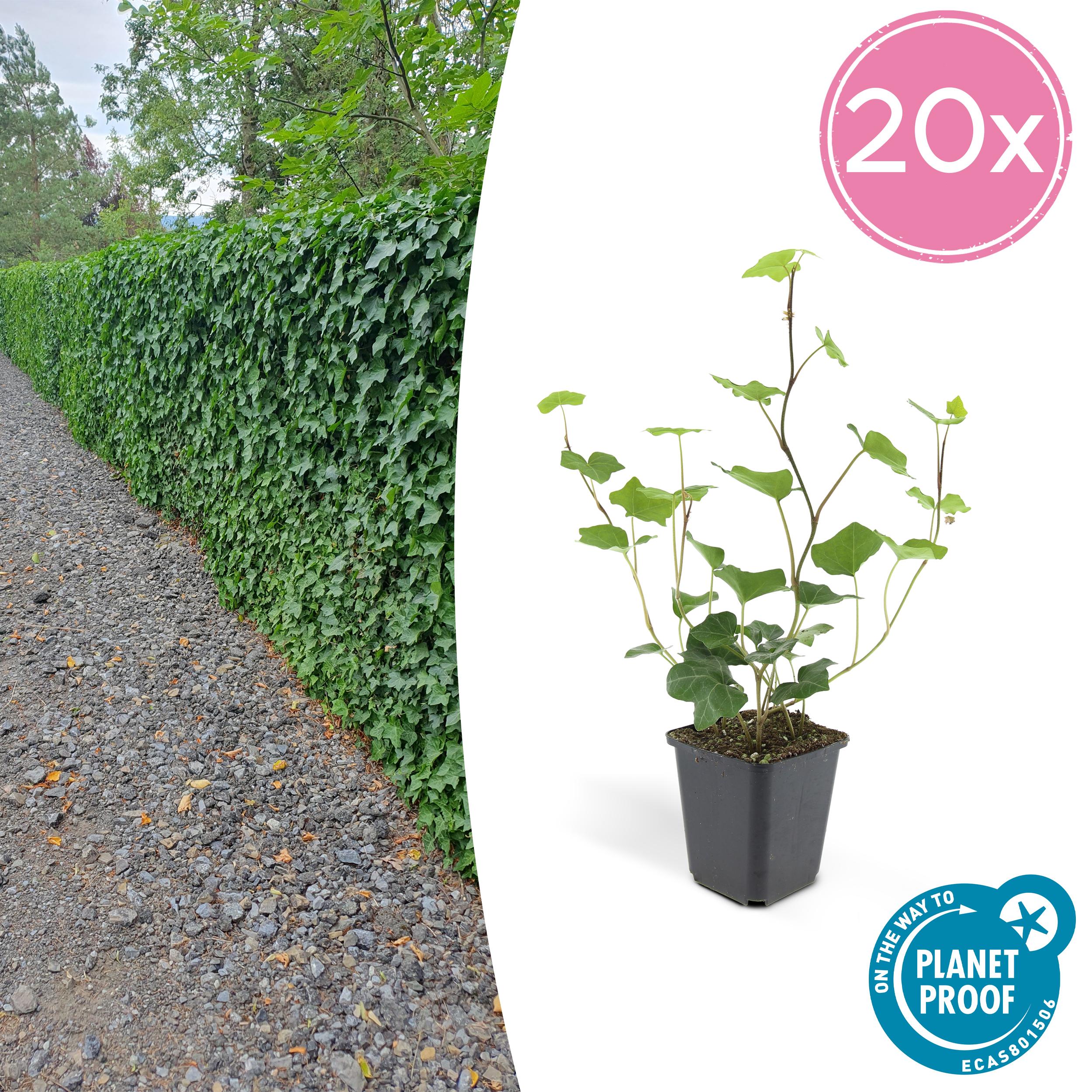 20x Hedera Hibernica en pot Ø9cm  Hauteur 10cm. Plante verte type 20x Hedera Hibernica, livrée en pot, idéale pour intérieur lumineux.