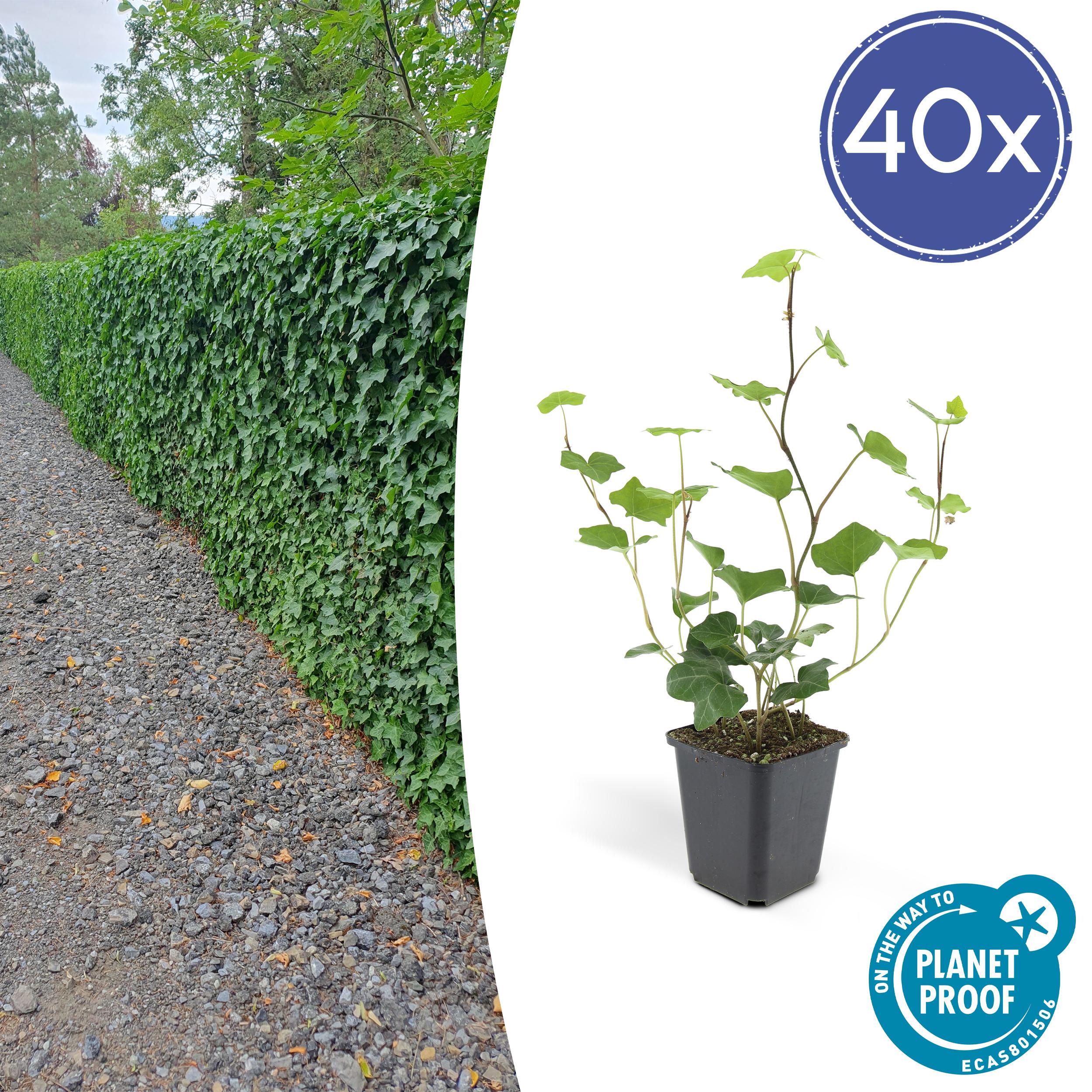 40x Hedera Hibernica en pot Ø9cm  Hauteur 10cm. Plante verte type 40x Hedera Hibernica, livrée en pot, idéale pour intérieur lumineux.