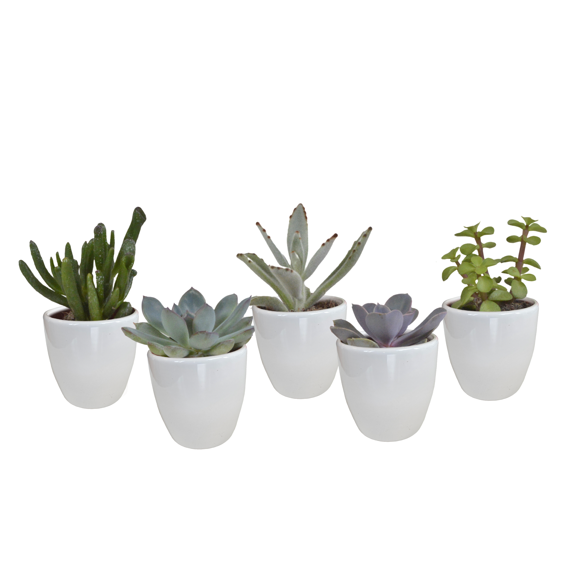 Vetplanten mix 5.5 cm en pot. Plante verte type Vetplanten mix 5.5 cm, livrée en pot, idéale pour intérieur lumineux.