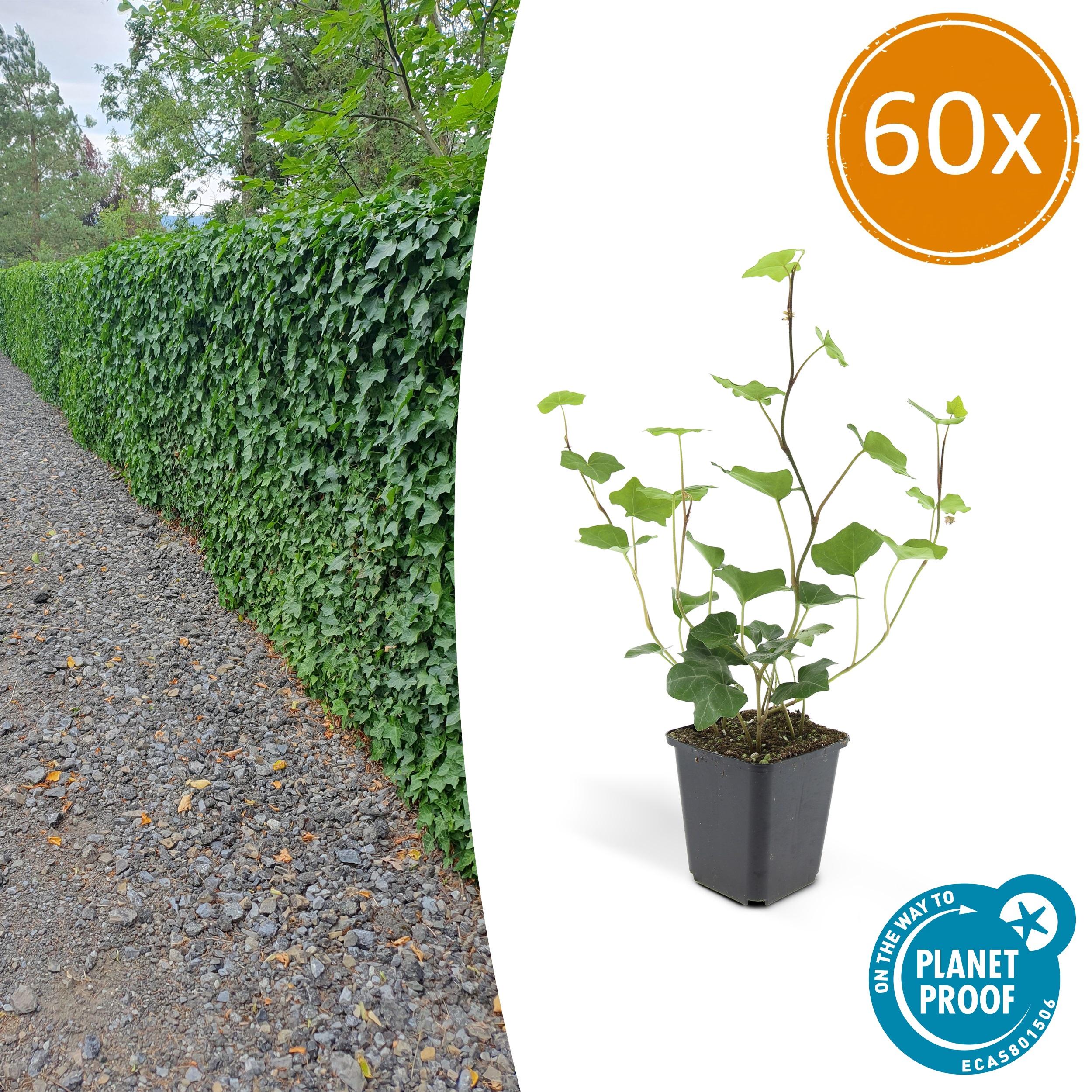 60x Hedera Hibernica en pot Ø9cm  Hauteur 10cm. Plante verte type 60x Hedera Hibernica, livrée en pot, idéale pour intérieur lumineux.