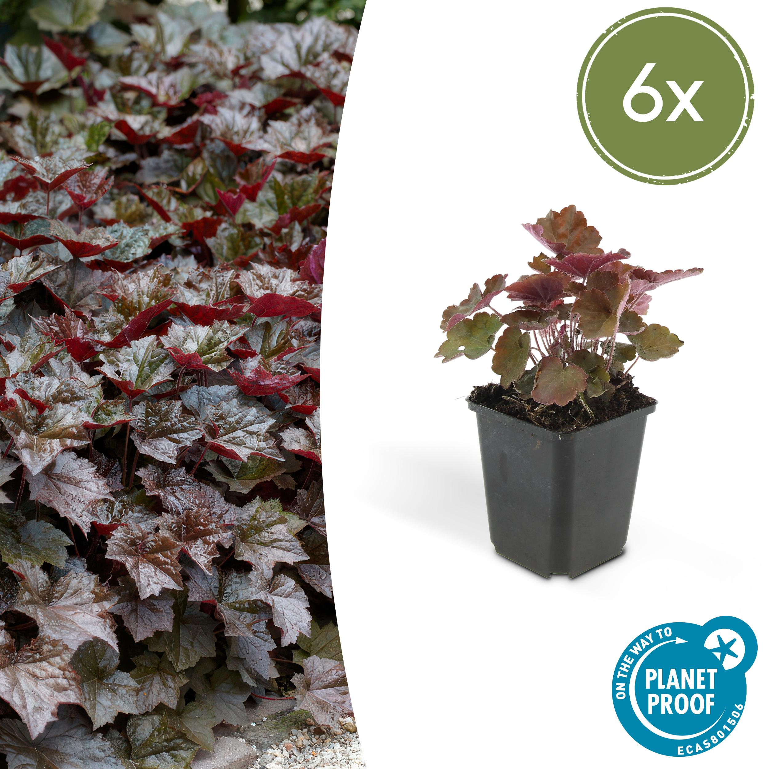 6x Heuchera mic. 'Palace Purple' en pot Ø9cm  Hauteur 10cm. Plante verte type 6x Heuchera mic. 'Palace Purple', livrée en pot, idéale pour intérieur lumineux.