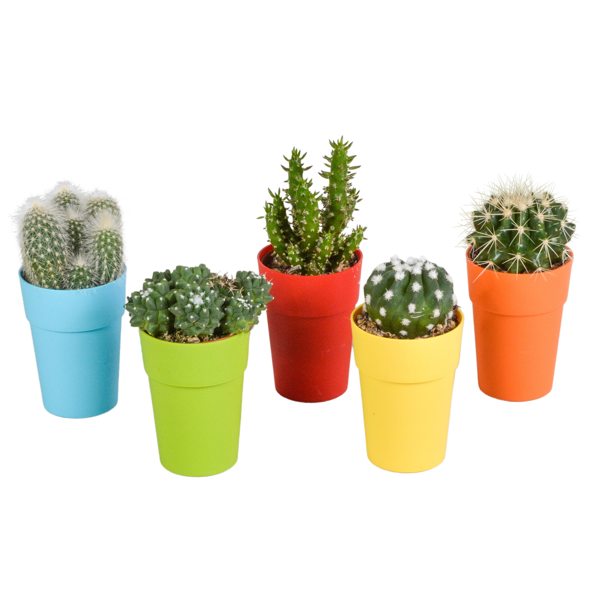 Cactus mix 5.5 cm en pot. Plante verte type Cactus mix 5.5 cm, livrée en pot, idéale pour intérieur lumineux.
