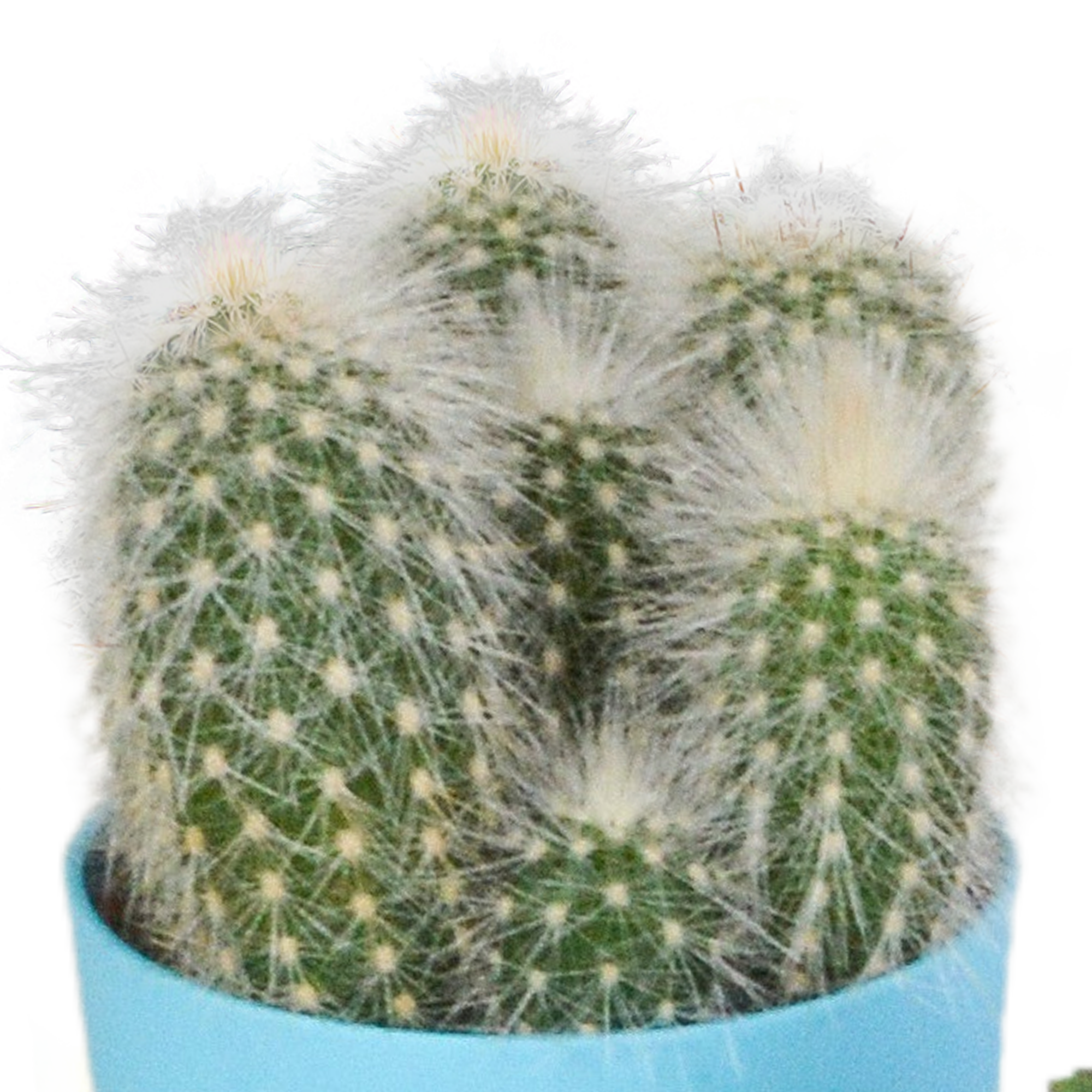 Cactus mix 5.5 cm en pot. Plante verte type Cactus mix 5.5 cm, livrée en pot, idéale pour intérieur lumineux. – Image 3
