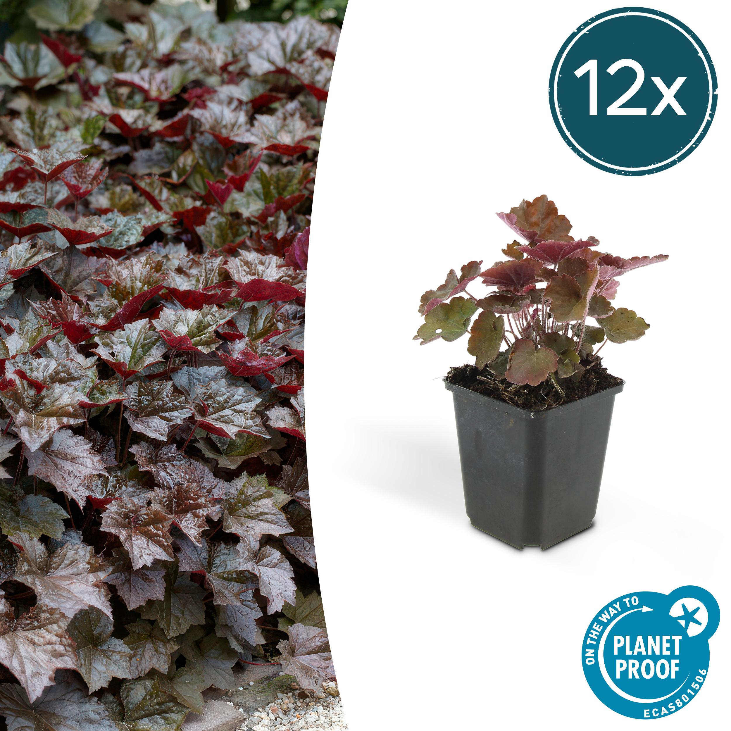 12x Heuchera mic. 'Palace Purple' en pot Ø9cm  Hauteur 10cm. Plante verte type 12x Heuchera mic. 'Palace Purple', livrée en pot, idéale pour intérieur lumineux.