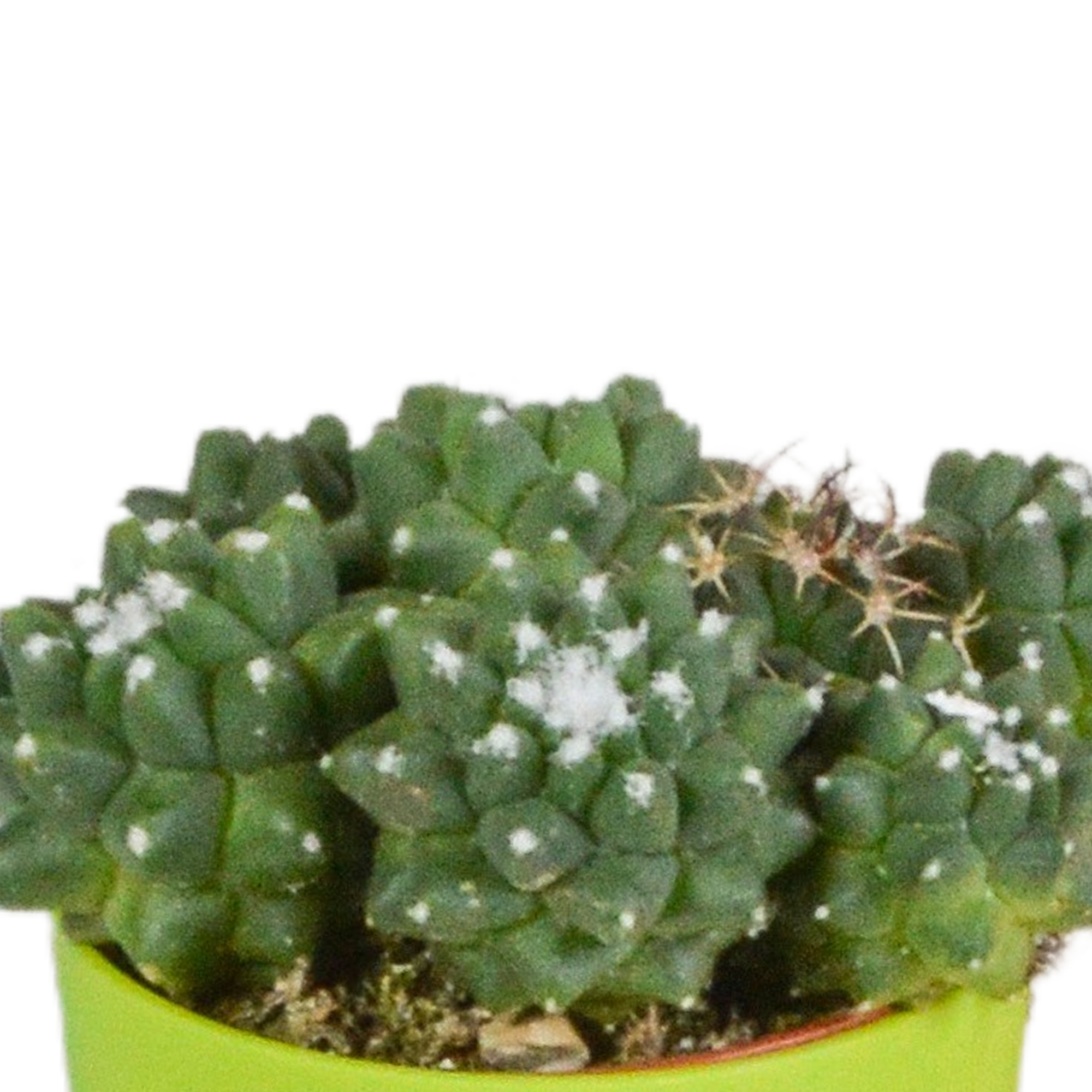 Cactus mix 5.5 cm en pot. Plante verte type Cactus mix 5.5 cm, livrée en pot, idéale pour intérieur lumineux. – Image 4