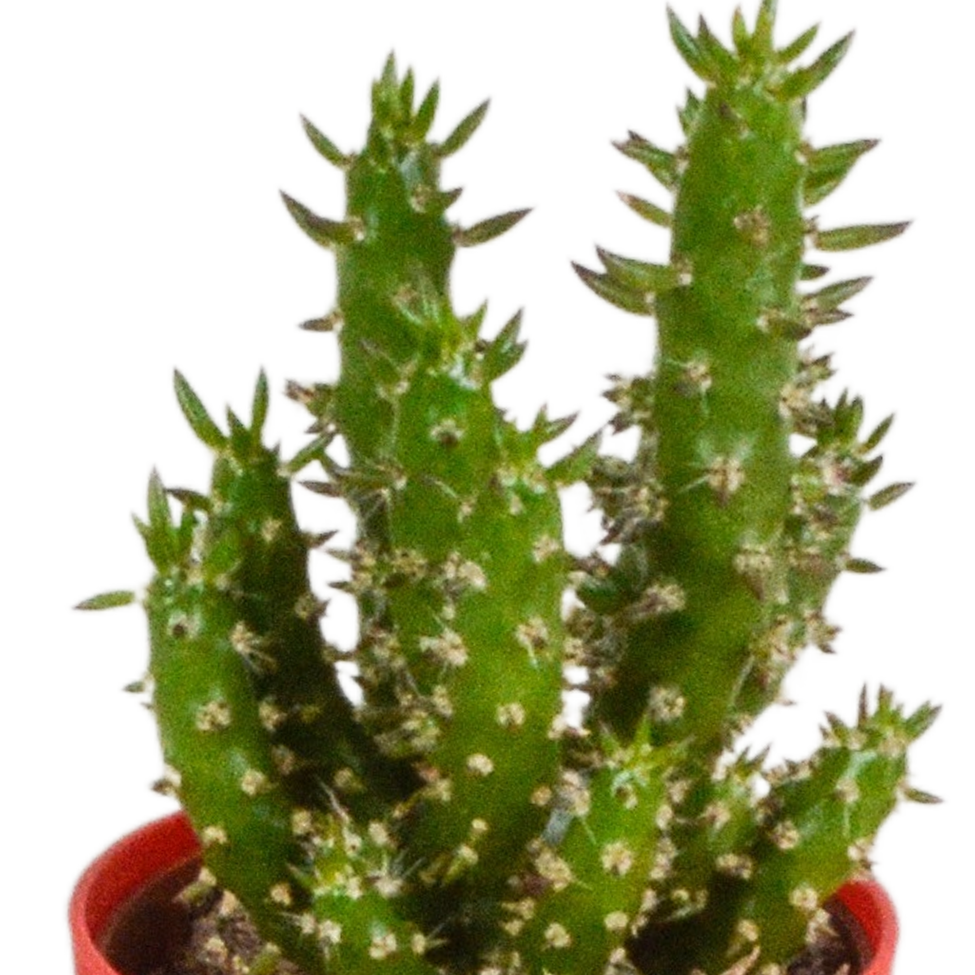 Cactus mix 5.5 cm en pot. Plante verte type Cactus mix 5.5 cm, livrée en pot, idéale pour intérieur lumineux. – Image 5