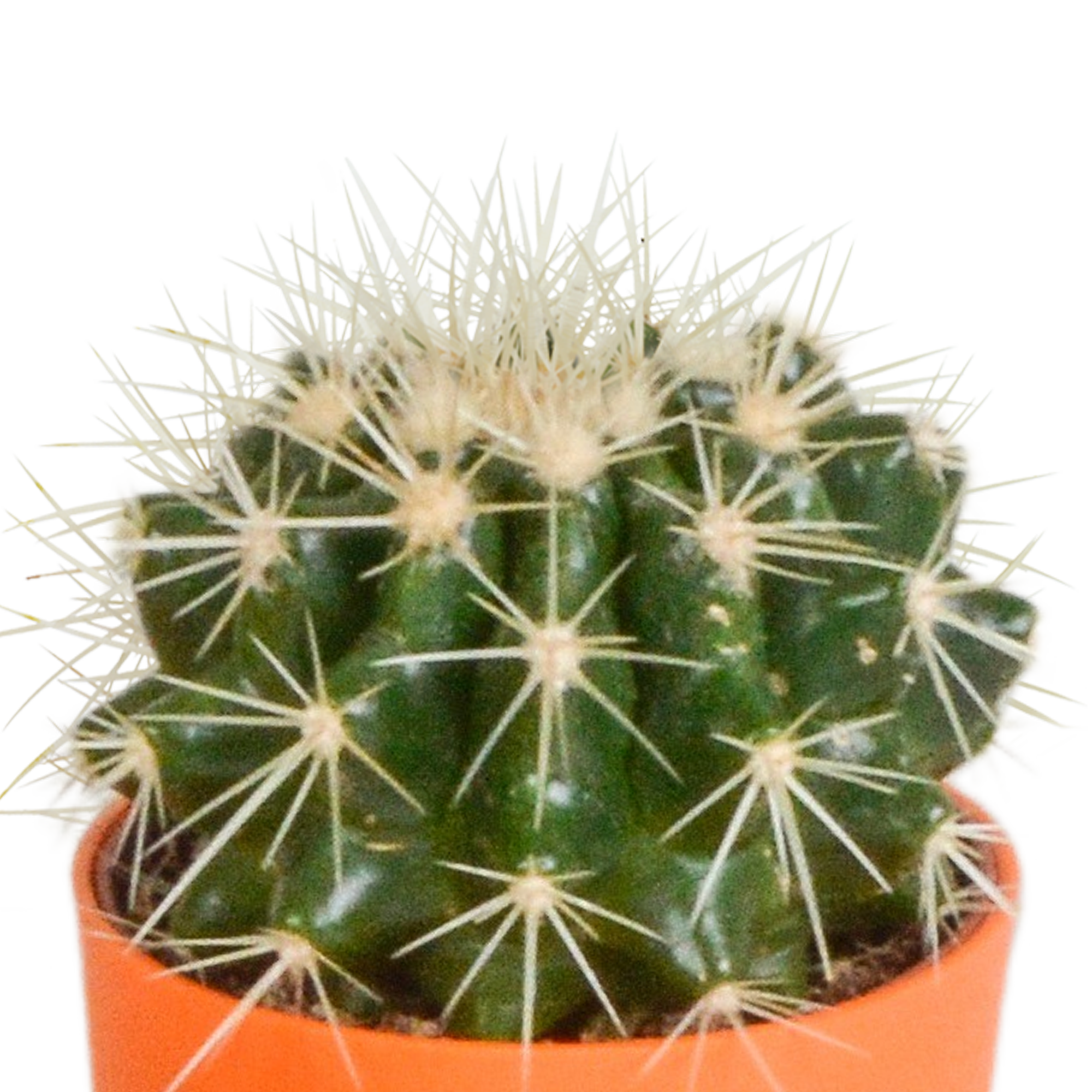 Cactus mix 5.5 cm en pot. Plante verte type Cactus mix 5.5 cm, livrée en pot, idéale pour intérieur lumineux. – Image 7