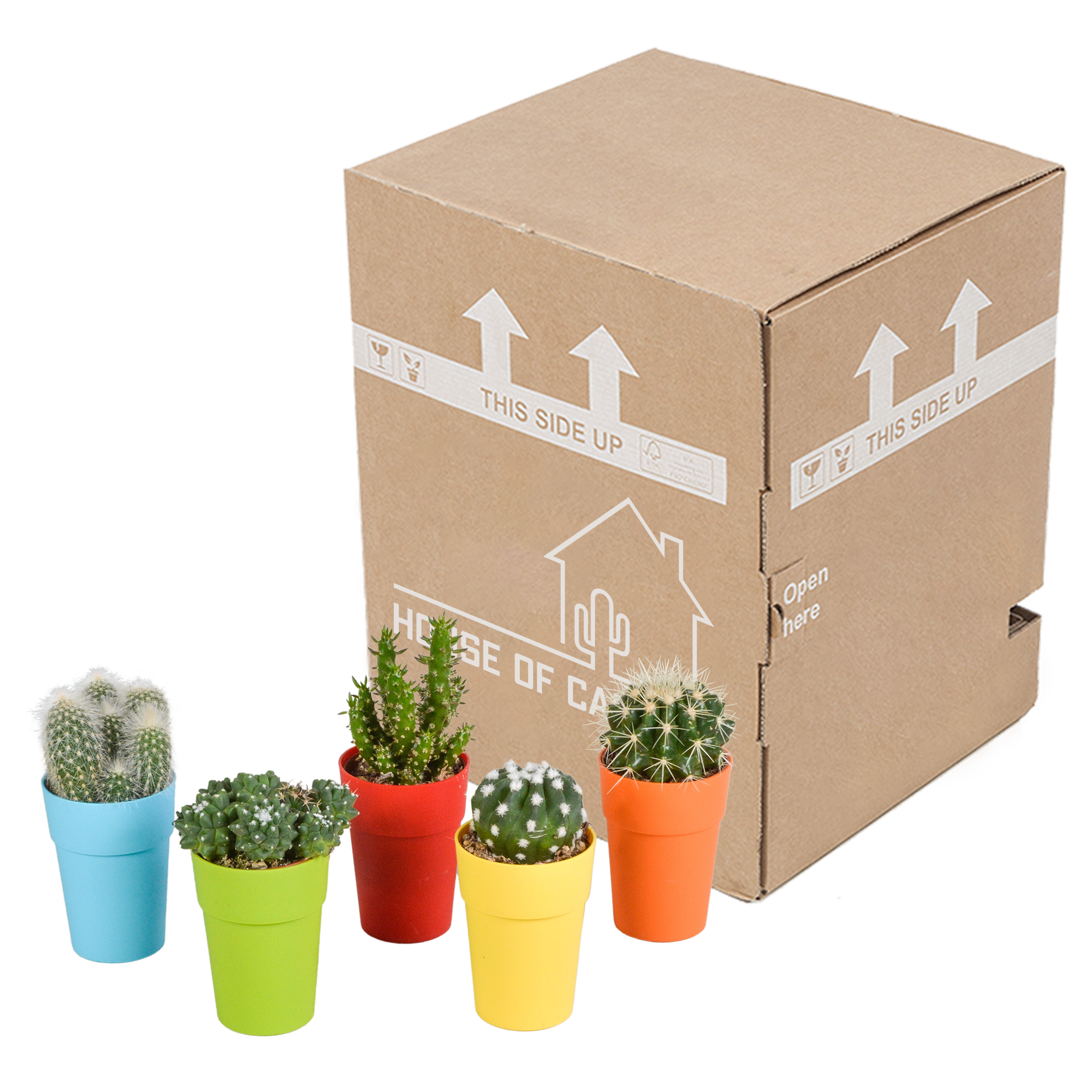 Cactus mix 5.5 cm en pot. Plante verte type Cactus mix 5.5 cm, livrée en pot, idéale pour intérieur lumineux. – Image 8