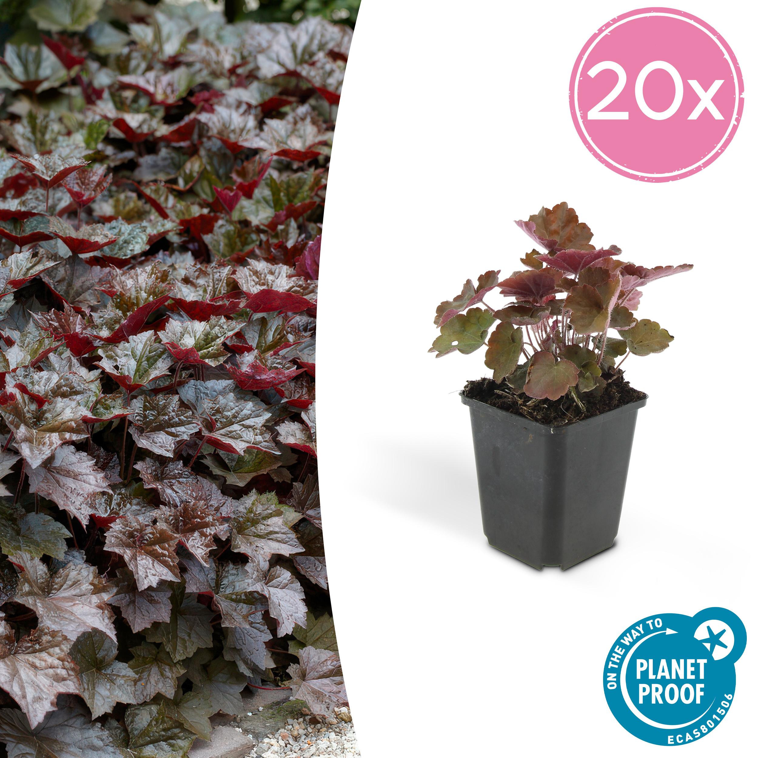 20x Heuchera mic. 'Palace Purple' en pot Ø9cm  Hauteur 10cm. Plante verte type 20x Heuchera mic. 'Palace Purple', livrée en pot, idéale pour intérieur lumineux.