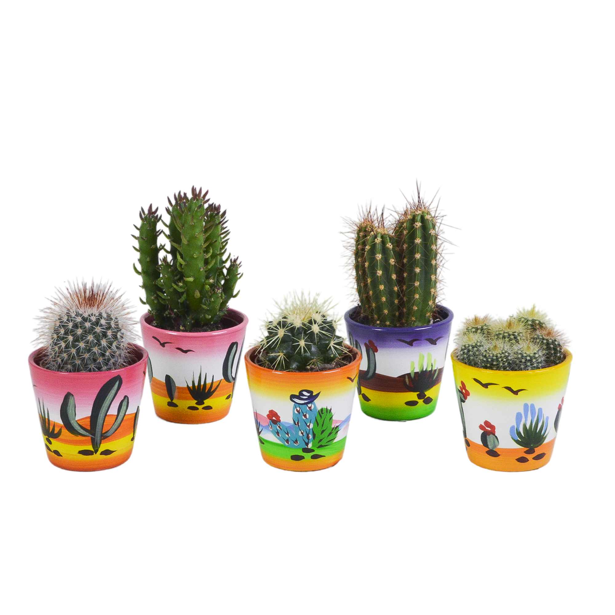Cactus mix 5.5 cm en pot. Plante verte type Cactus mix 5.5 cm, livrée en pot, idéale pour intérieur lumineux.