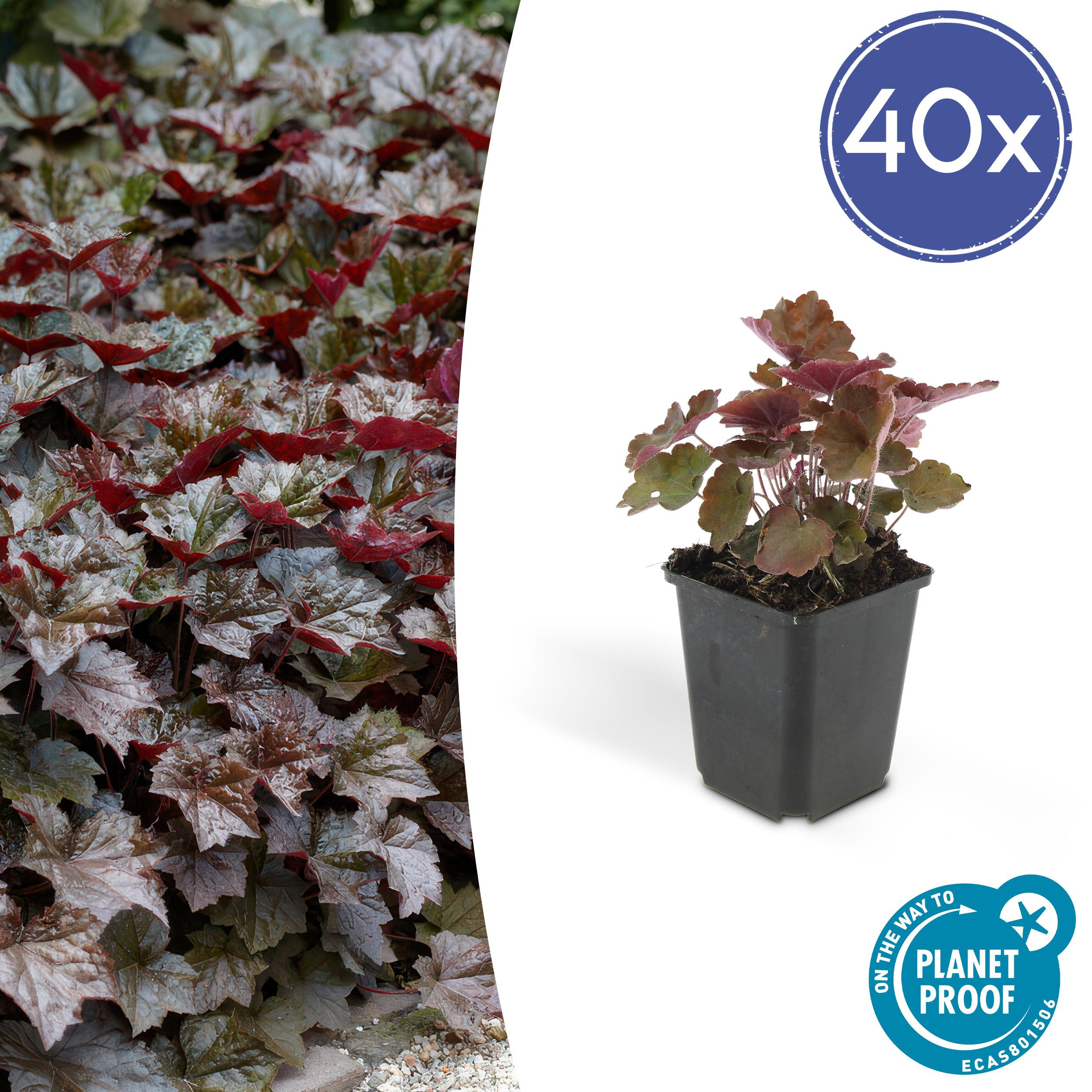 40x Heuchera mic. 'Palace Purple' en pot Ø9cm  Hauteur 10cm. Plante verte type 40x Heuchera mic. 'Palace Purple', livrée en pot, idéale pour intérieur lumineux.