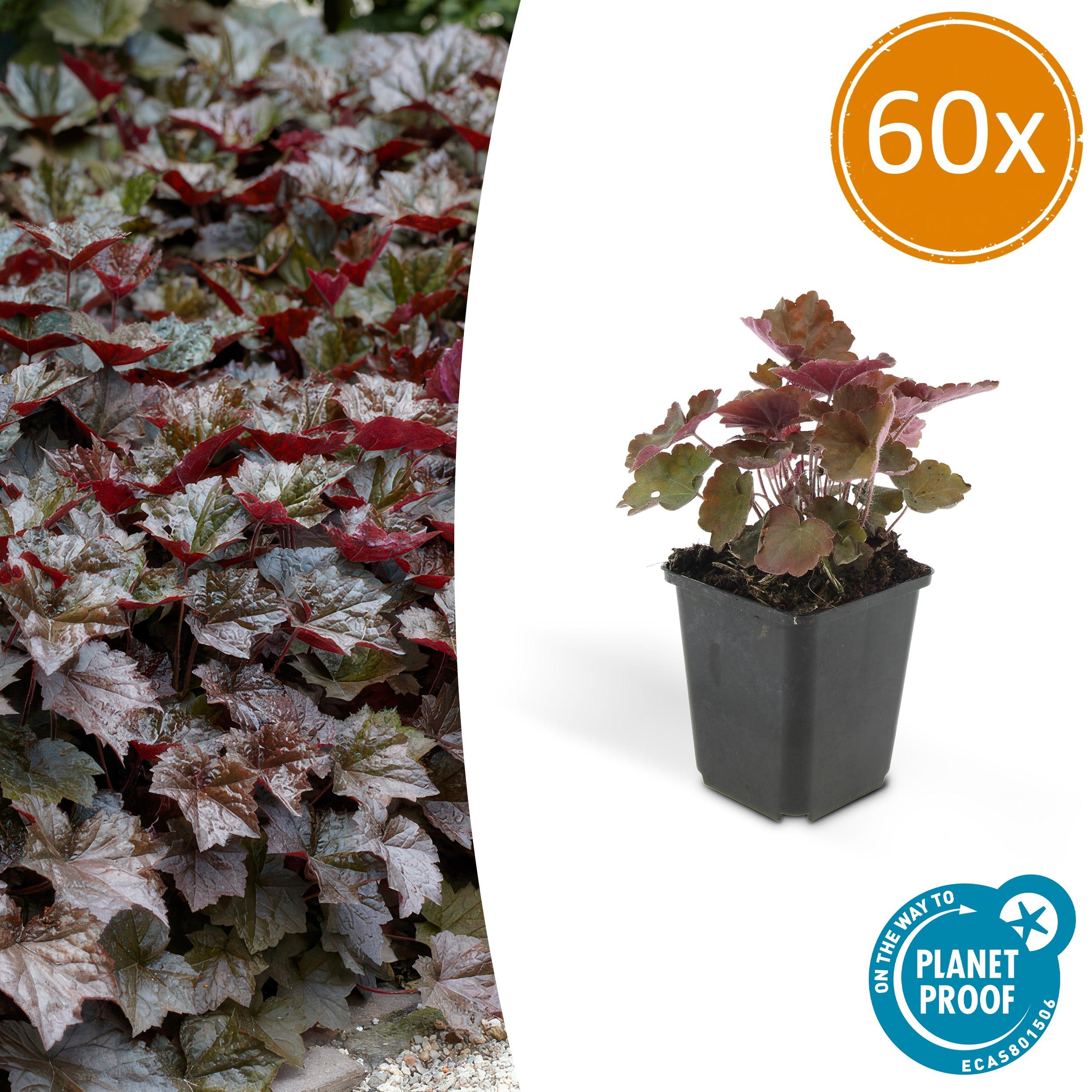 60x Heuchera mic. 'Palace Purple' en pot Ø9cm  Hauteur 10cm. Plante verte type 60x Heuchera mic. 'Palace Purple', livrée en pot, idéale pour intérieur lumineux.