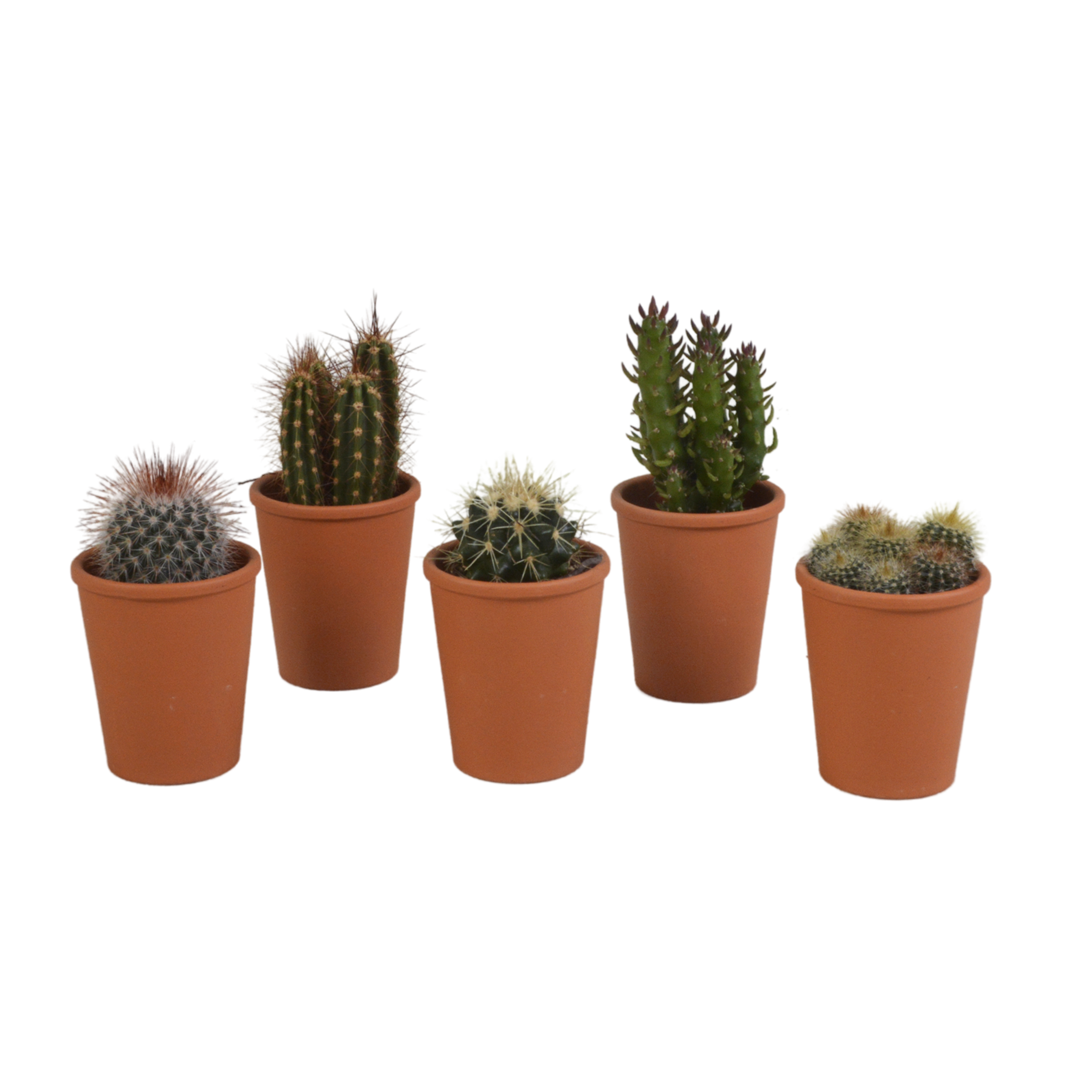 Cactus mix 5.5 cm en pot. Plante verte type Cactus mix 5.5 cm, livrée en pot, idéale pour intérieur lumineux.