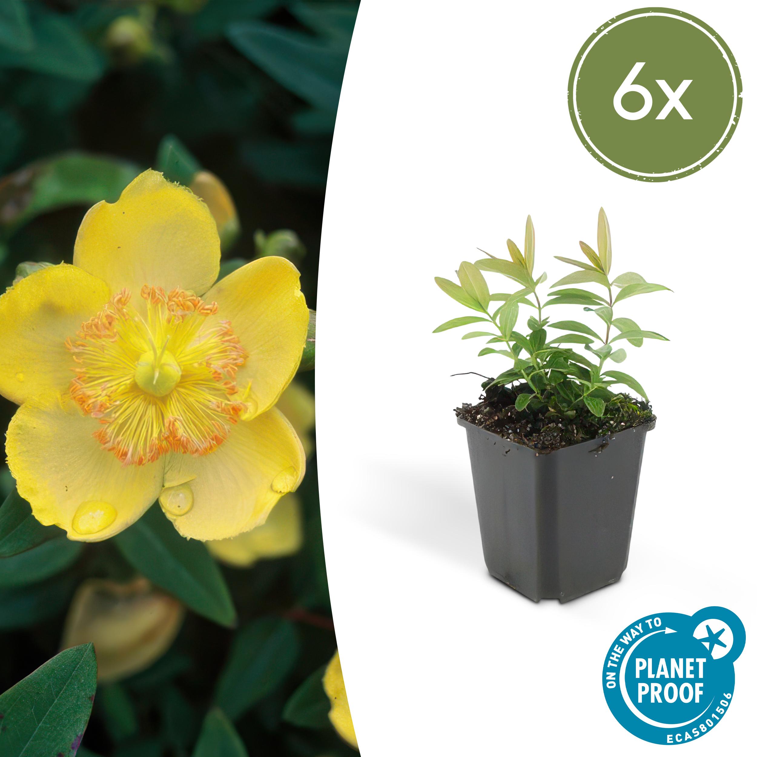 6x Hypericum calycinum en pot Ø9cm  Hauteur 10cm. Plante verte type 6x Hypericum calycinum, livrée en pot, idéale pour intérieur lumineux.