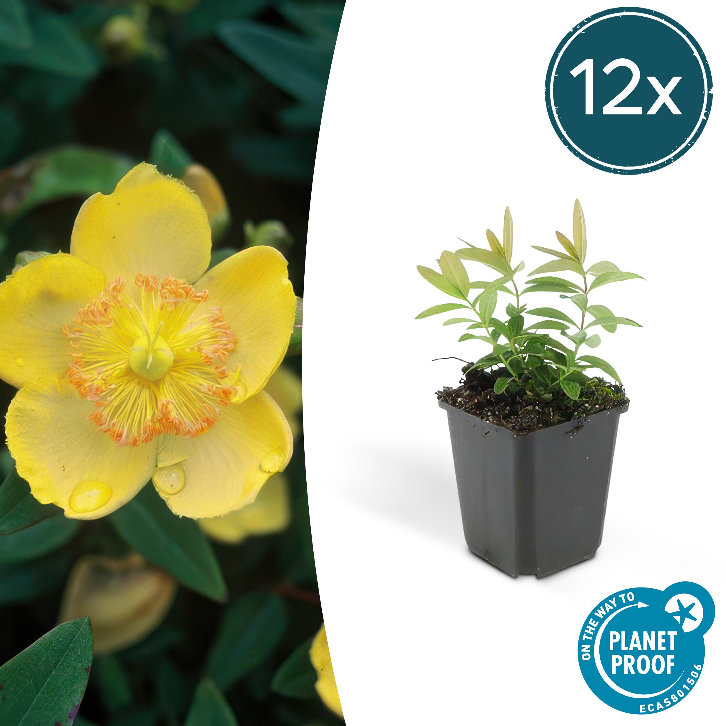 12x Hypericum calycinum en pot Ø9cm  Hauteur 10cm. Plante verte type 12x Hypericum calycinum, livrée en pot, idéale pour intérieur lumineux.