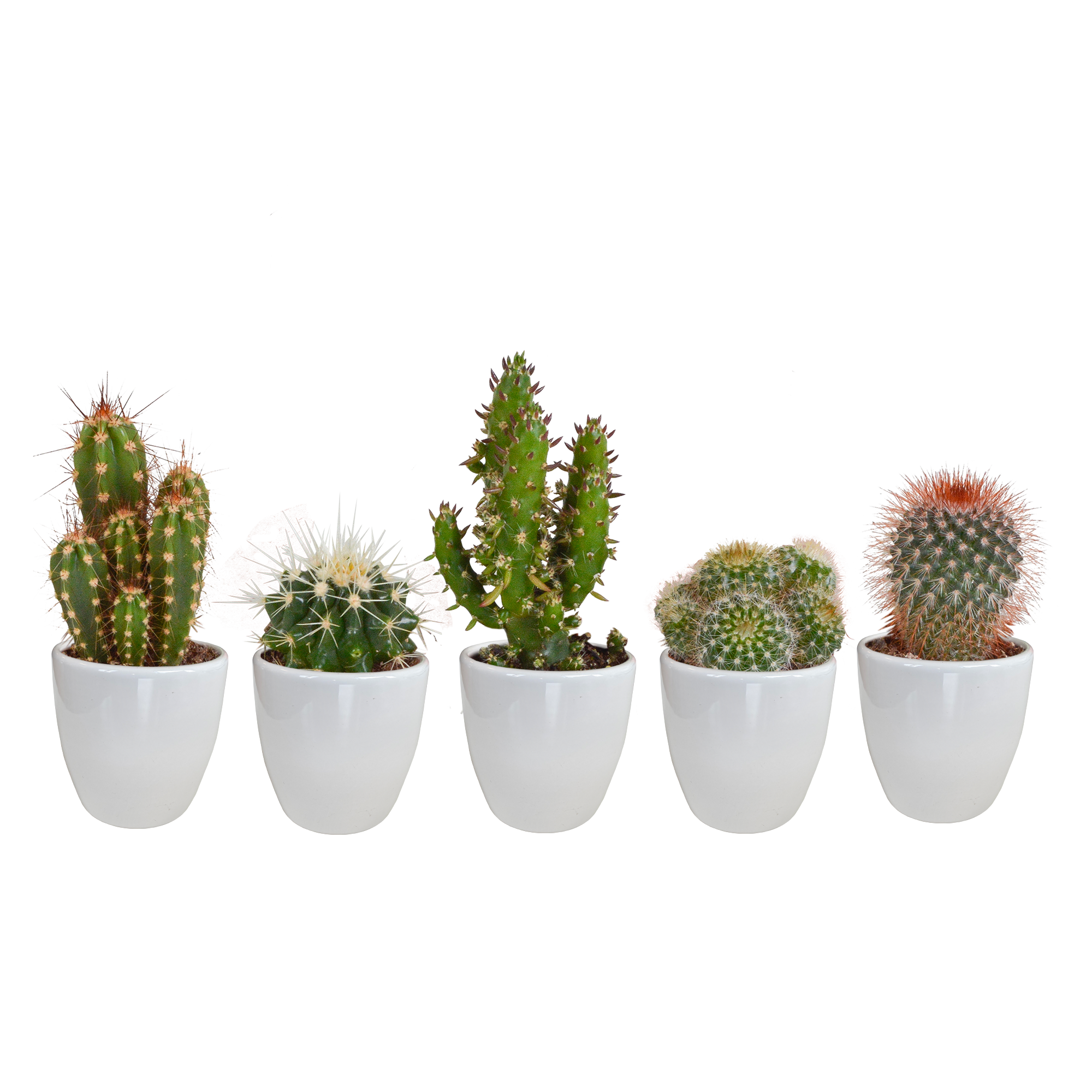 Cactus mix 5.5 cm en pot. Plante verte type Cactus mix 5.5 cm, livrée en pot, idéale pour intérieur lumineux.